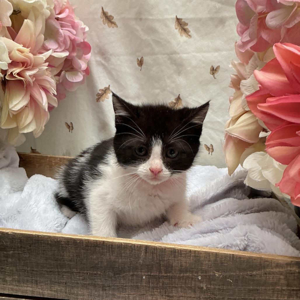 Milano, a Adoptable American Shorthair in Newberg, OR image 2/3