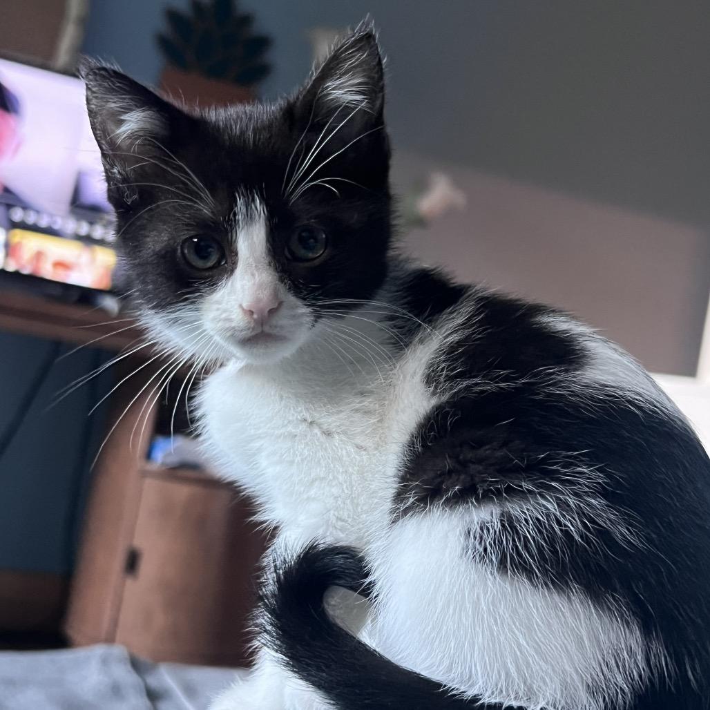 Milano, a Adoptable American Shorthair in Newberg, OR image 3/3