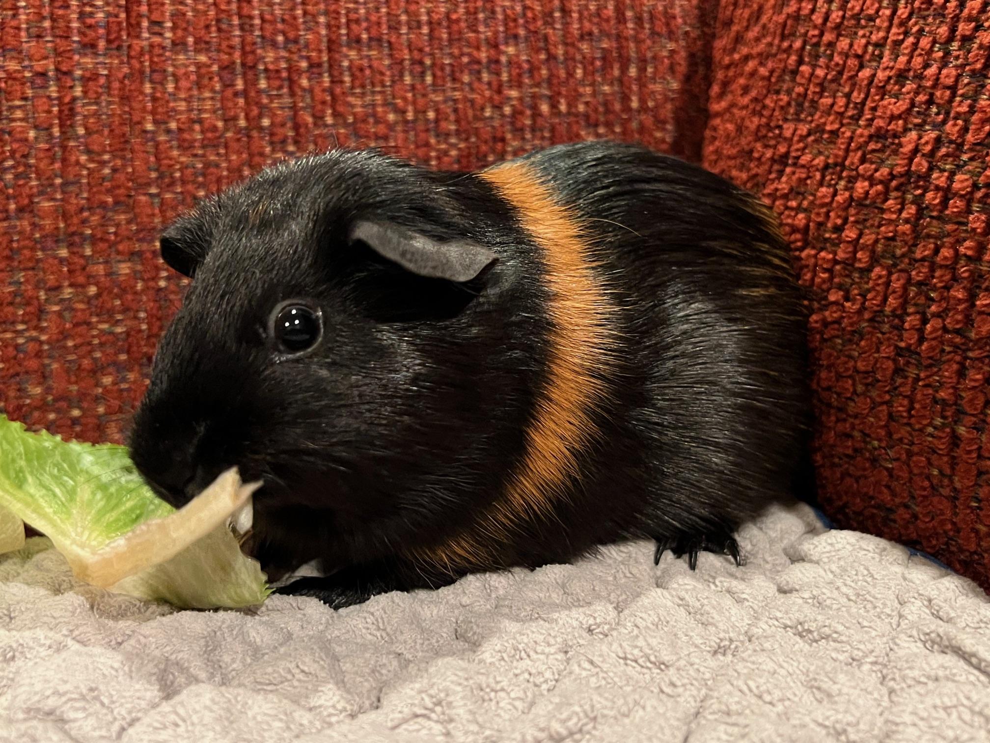Enlarge Storm and Raven, a ADOPTABLE Short-Haired in Wellington, CO image 2/4