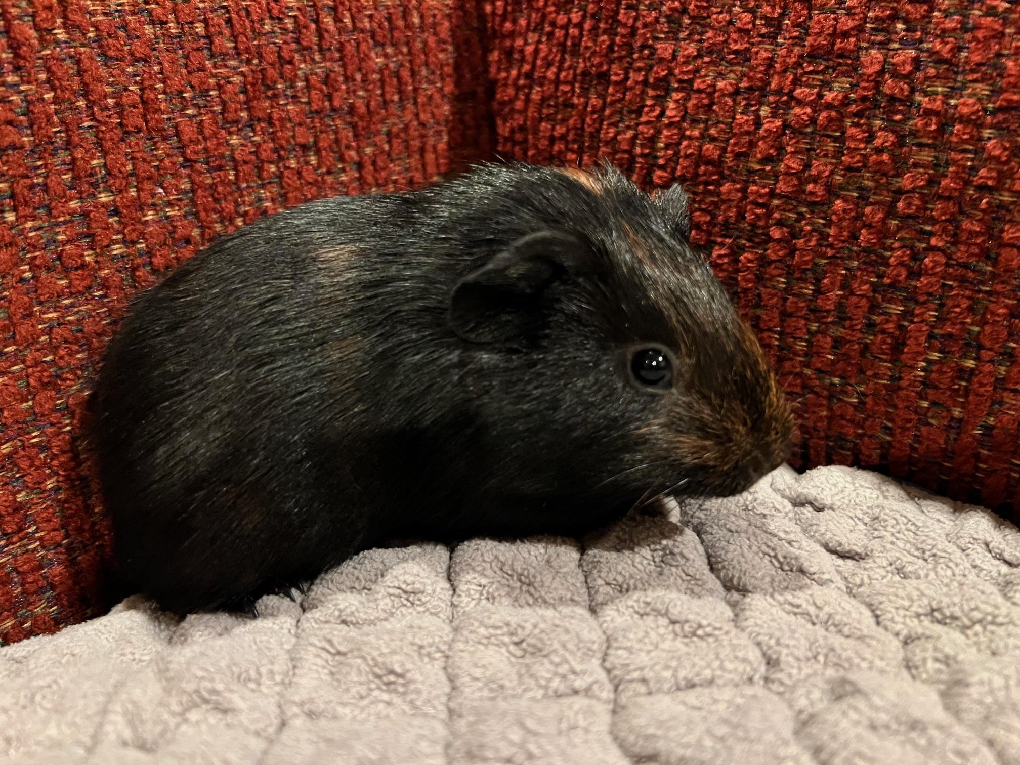 Enlarge Storm and Raven, a ADOPTABLE Short-Haired in Wellington, CO image 3/4