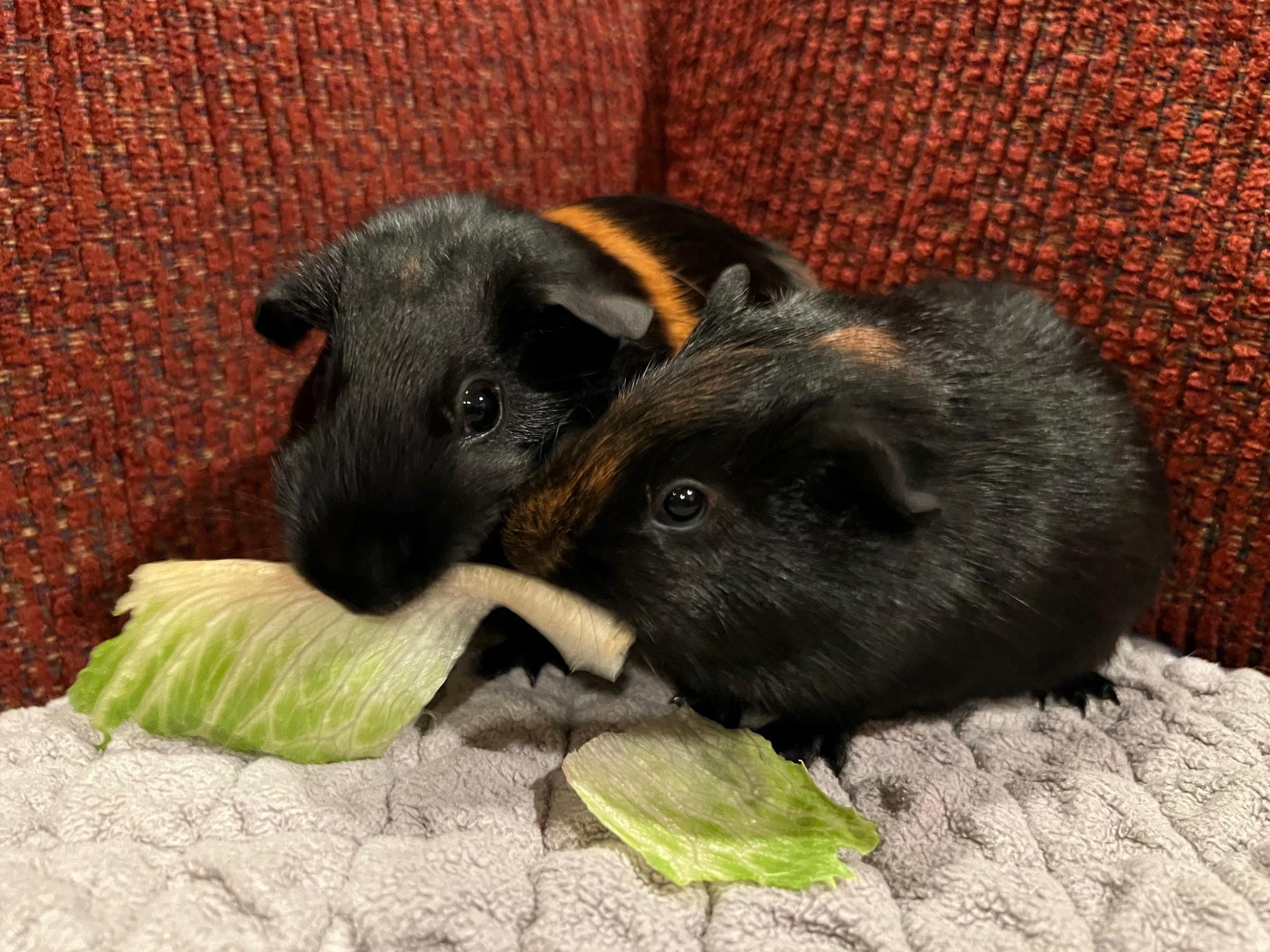 Enlarge Storm and Raven, a ADOPTABLE Short-Haired in Wellington, CO image 1/4