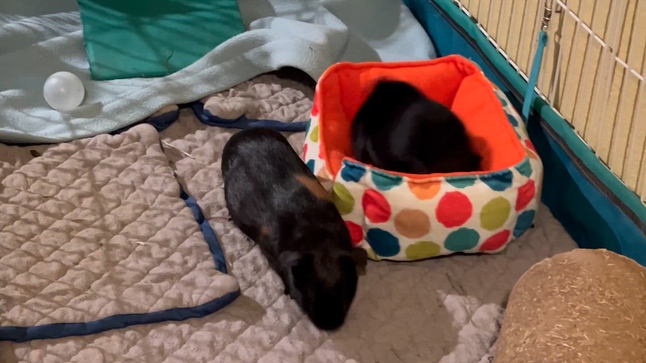 Enlarge Storm and Raven, a ADOPTABLE Short-Haired in Wellington, CO video 4/4