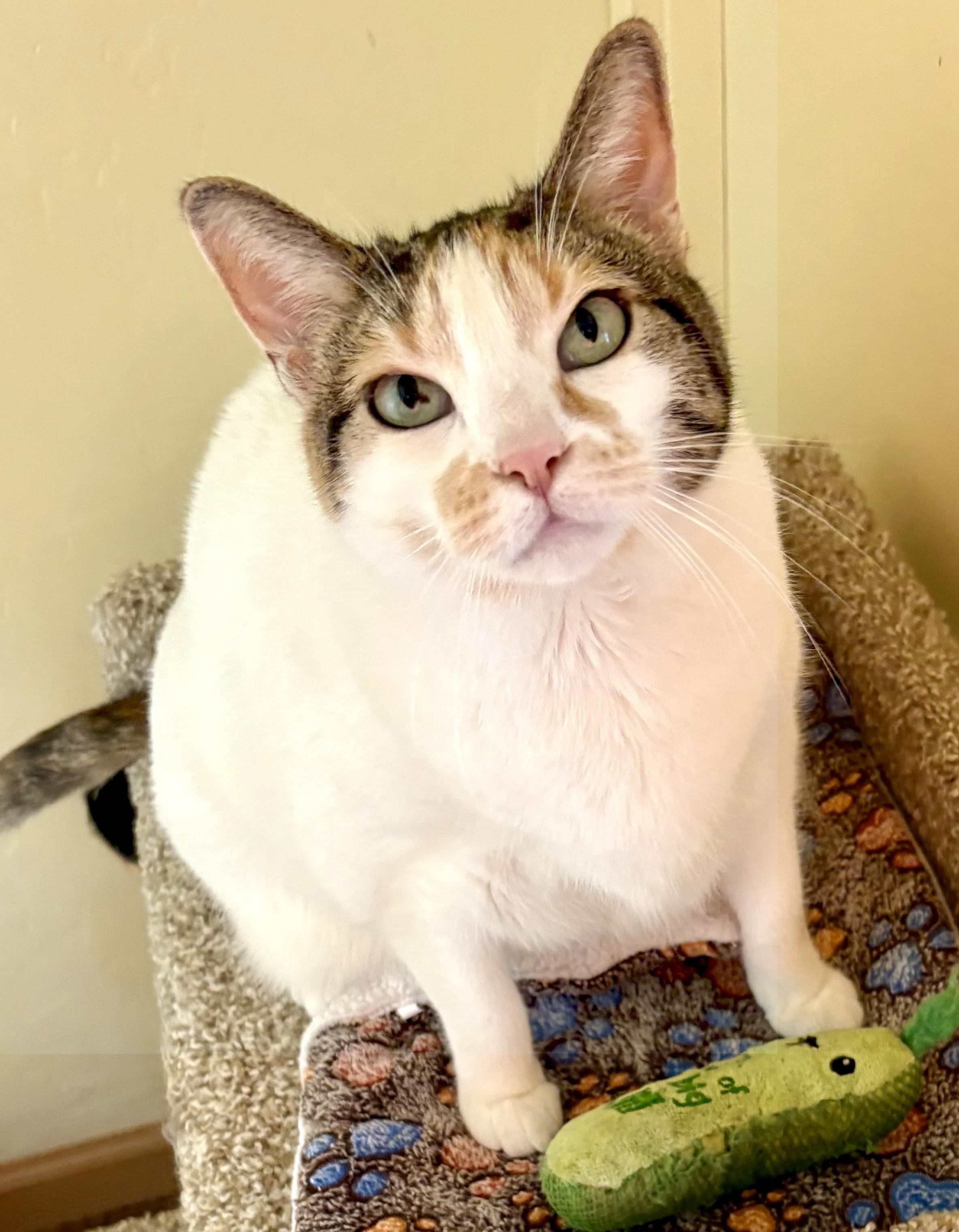 Enlarge AVA, a Adoptable Calico in Prescott, AZ image 3/6