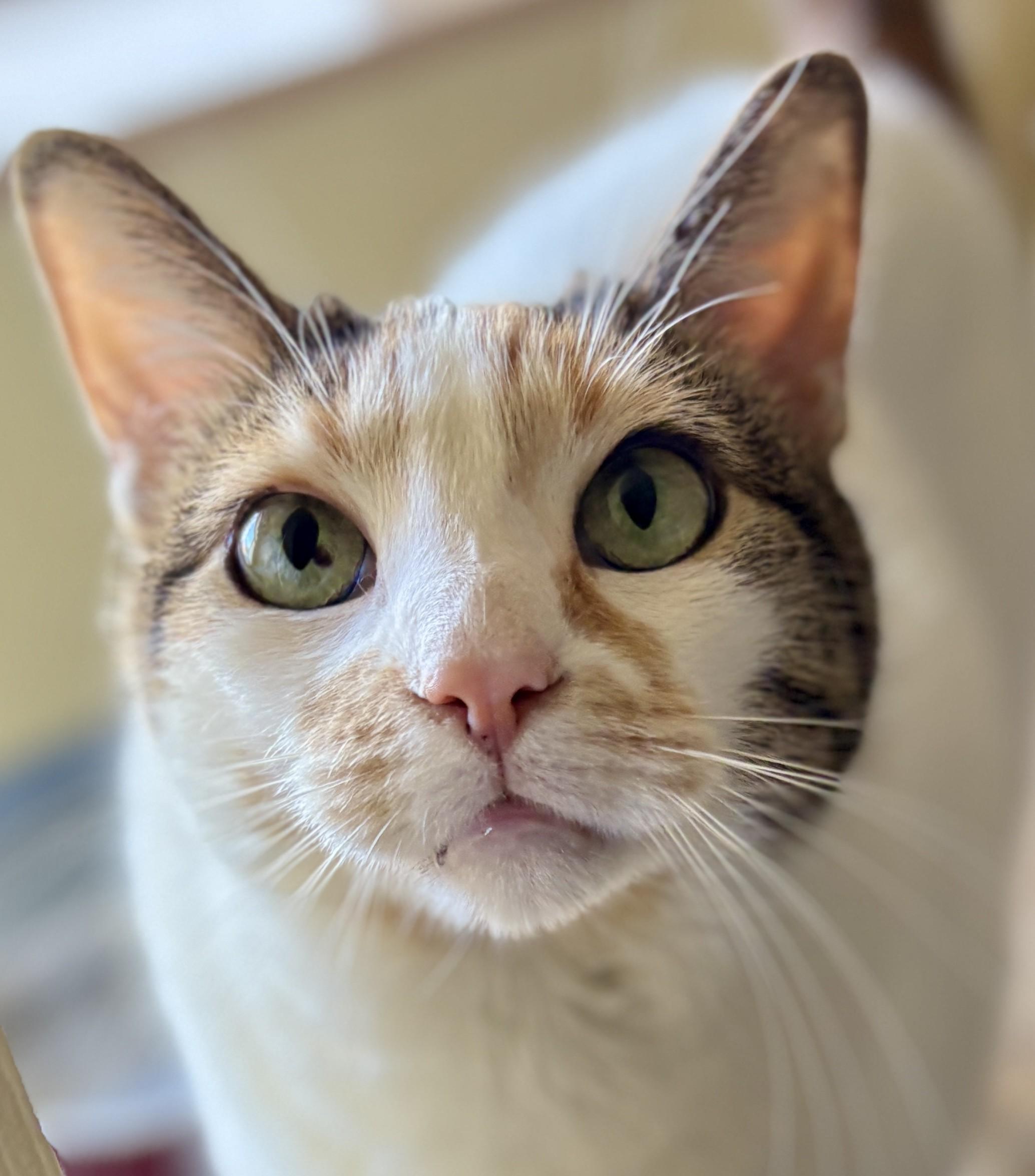 Enlarge AVA, a Adoptable Calico in Prescott, AZ image 6/6