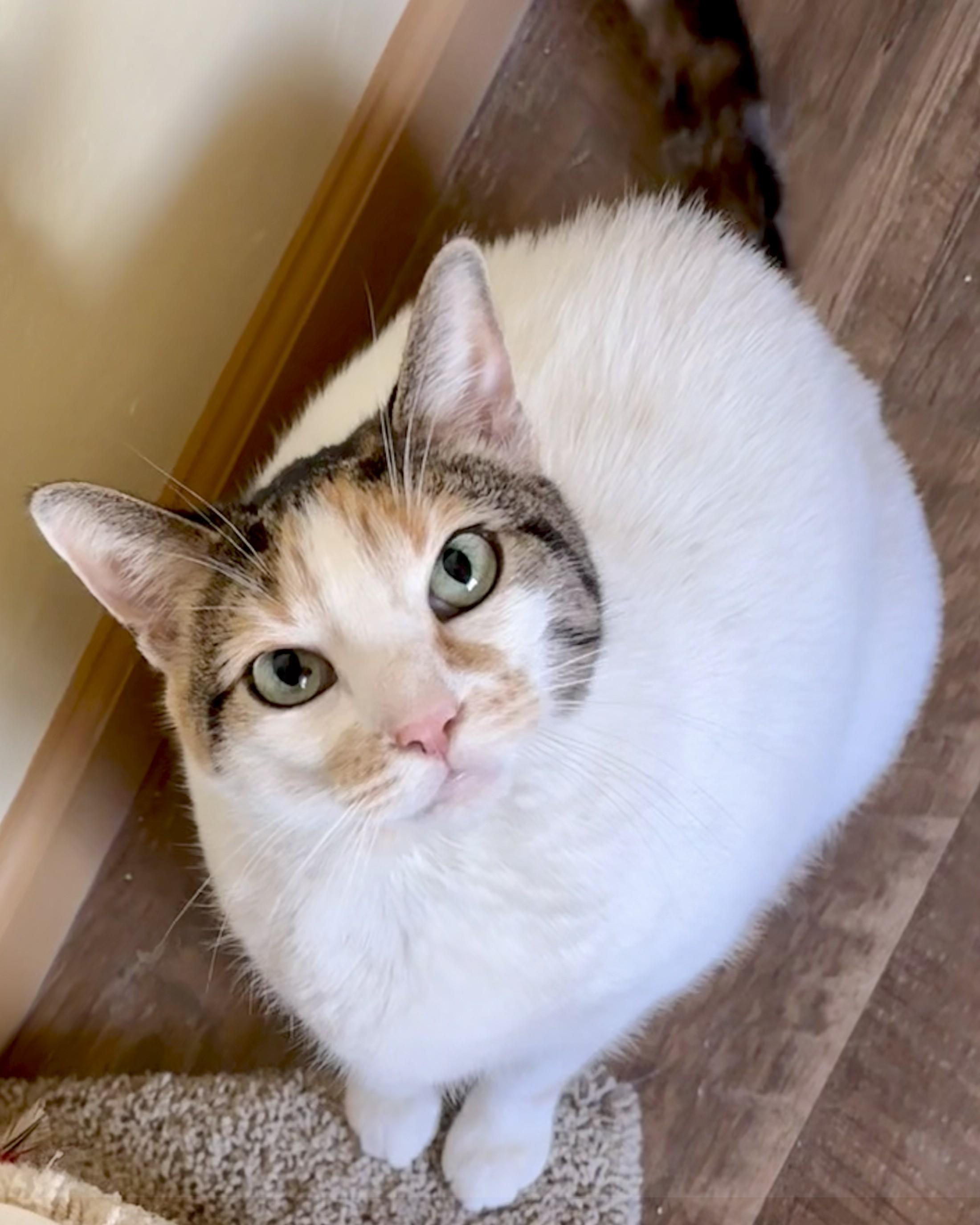 AVA, a Adoptable Calico in Prescott, AZ image 2/4