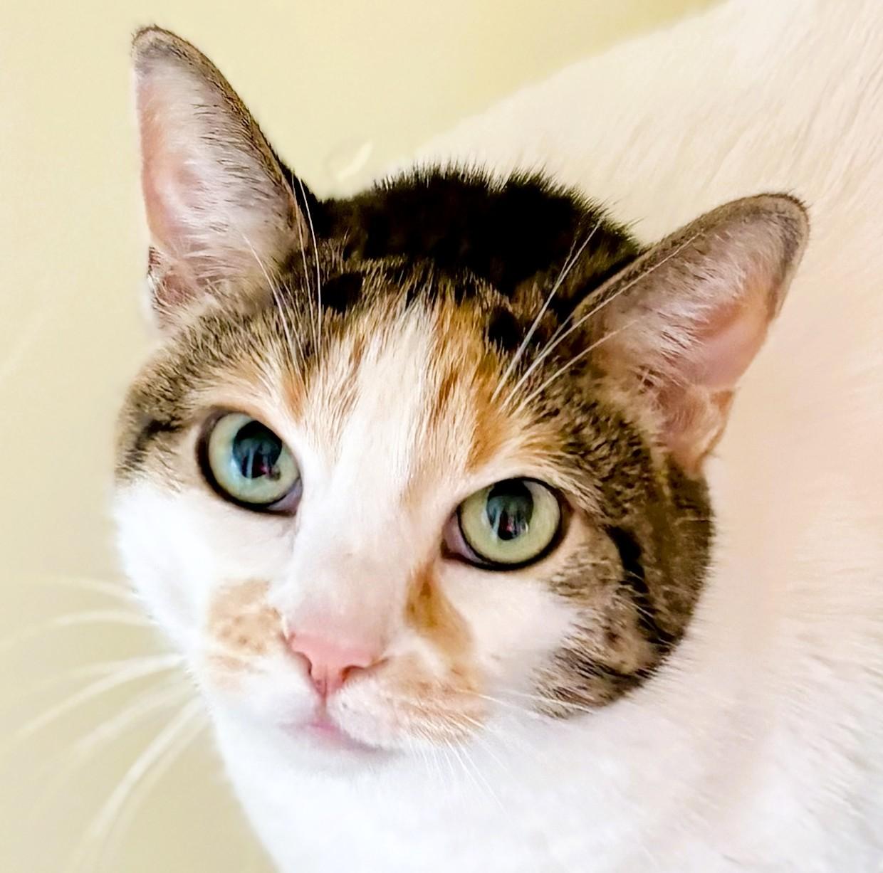 AVA, a Adoptable Calico in Prescott, AZ image 1/4