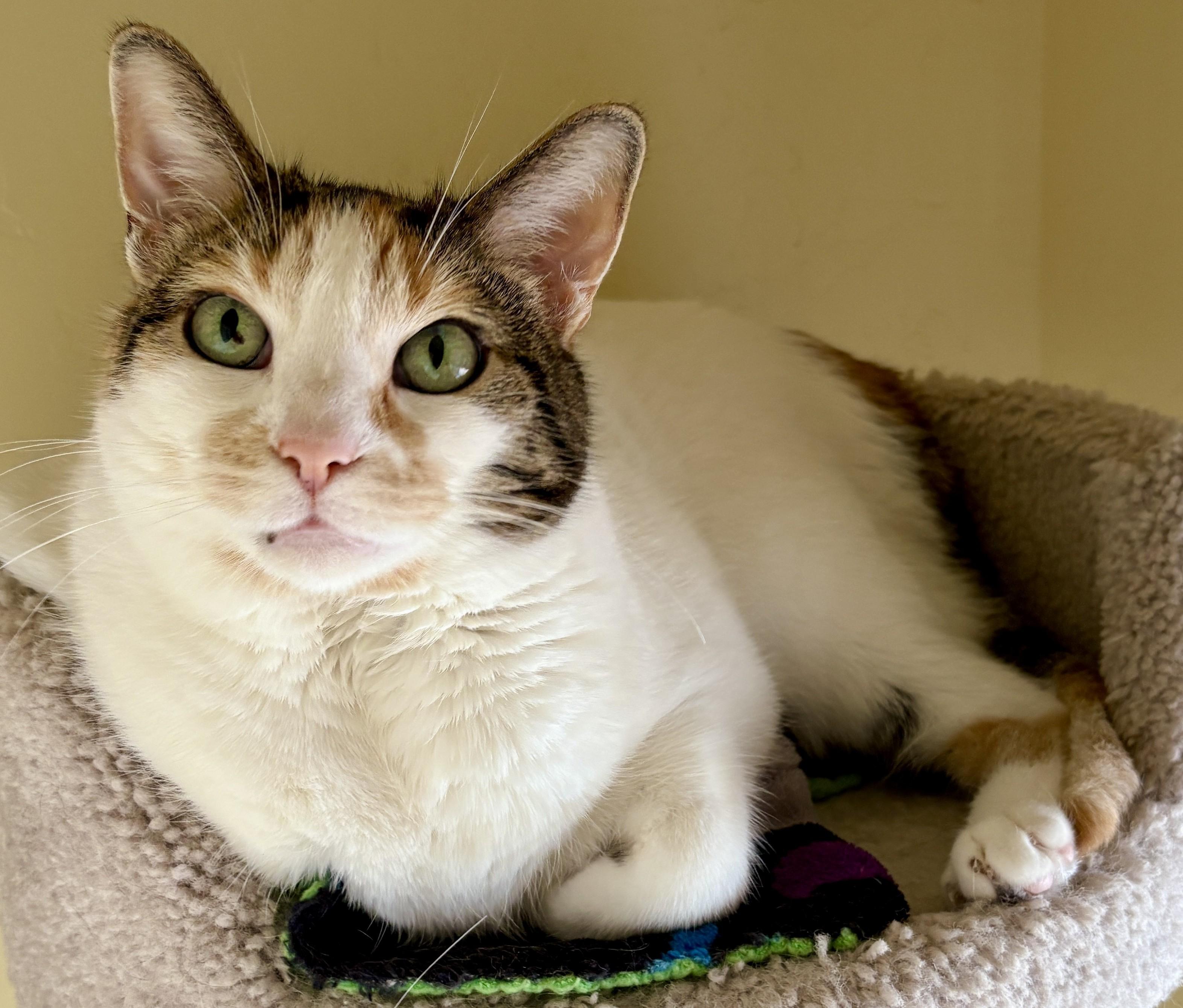 AVA, Adoptable, Adult Female Calico.