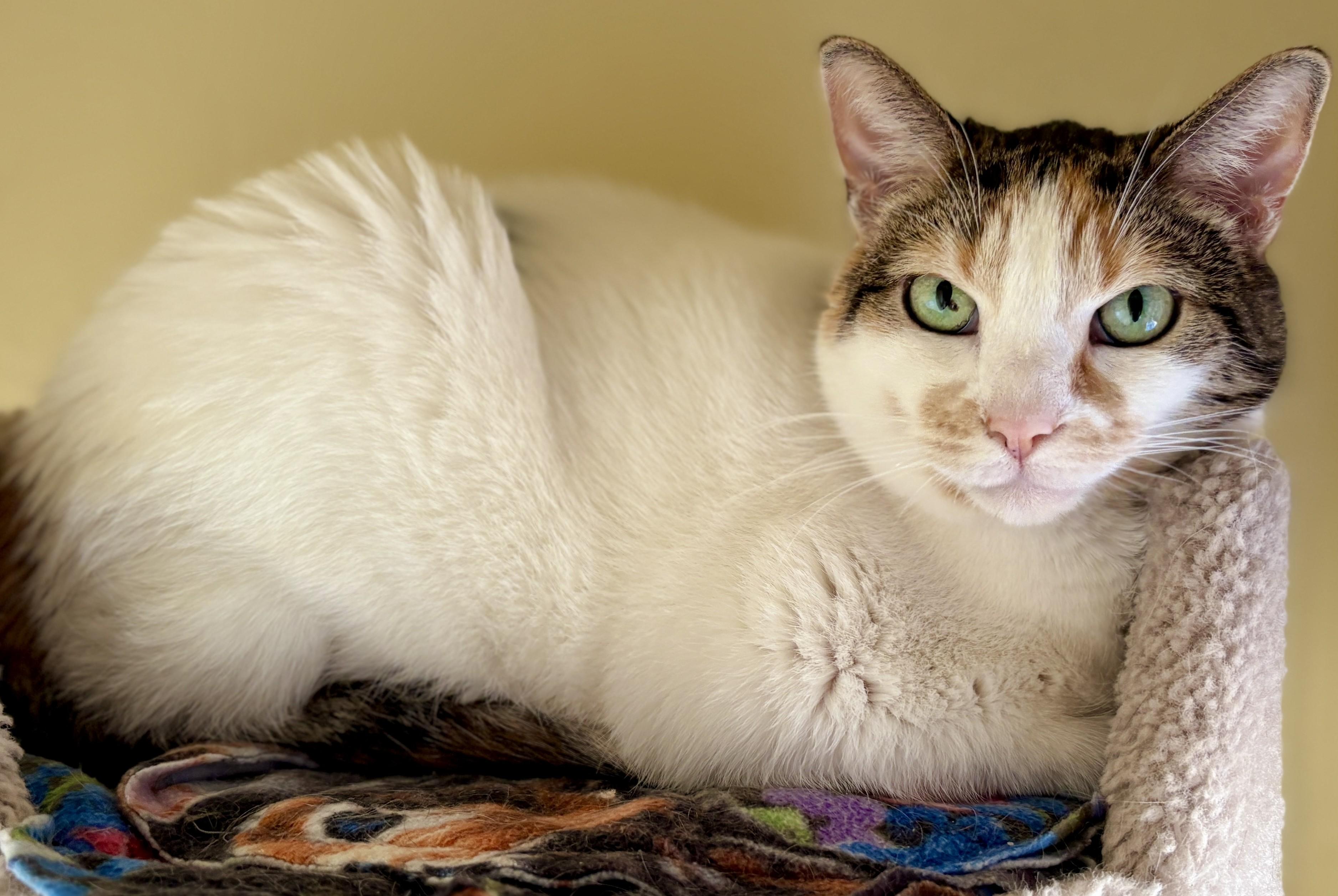 Enlarge AVA, a Adoptable Calico in Prescott, AZ image 5/6