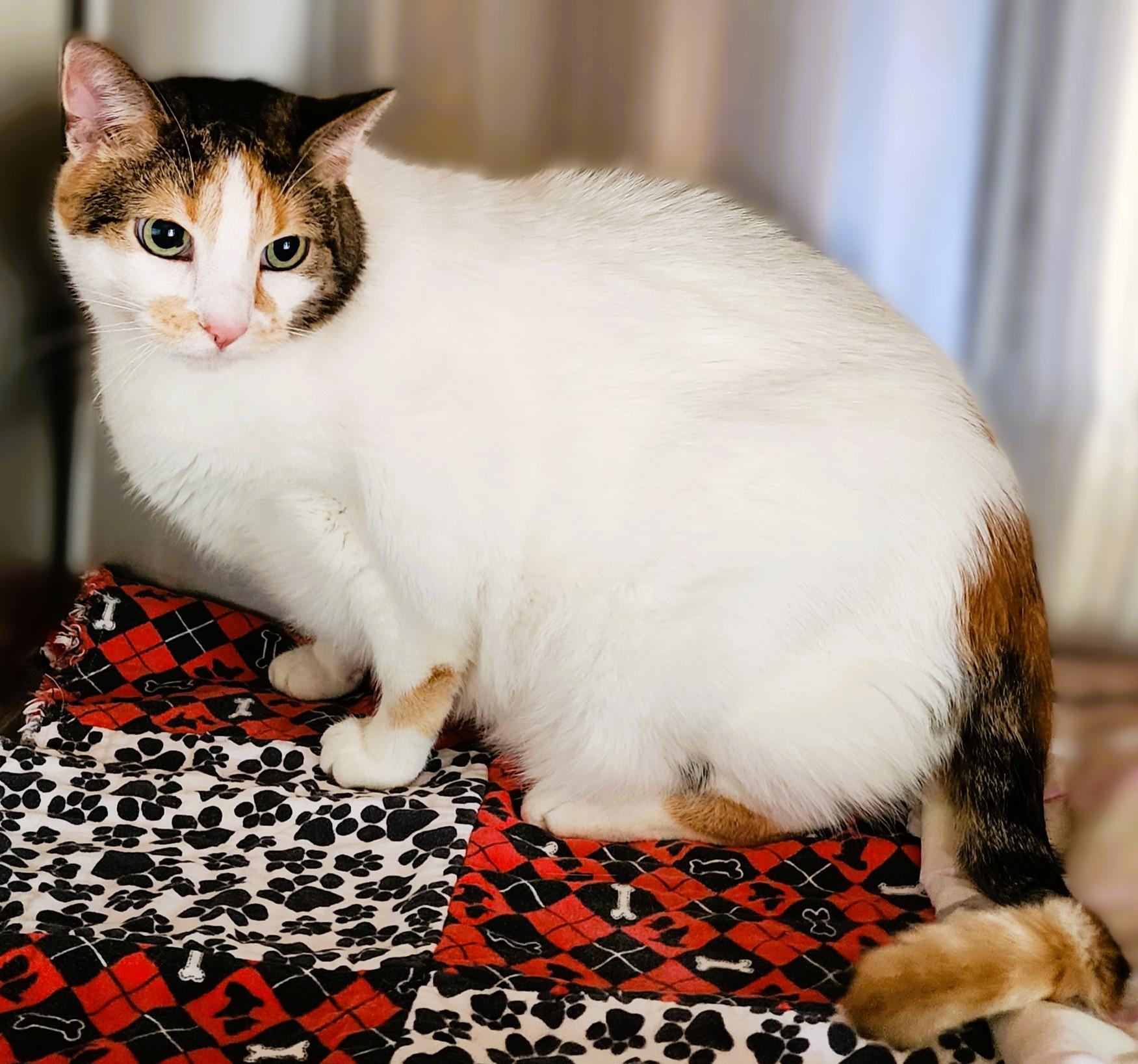 AVA, a Adoptable Calico in Prescott, AZ image 4/4
