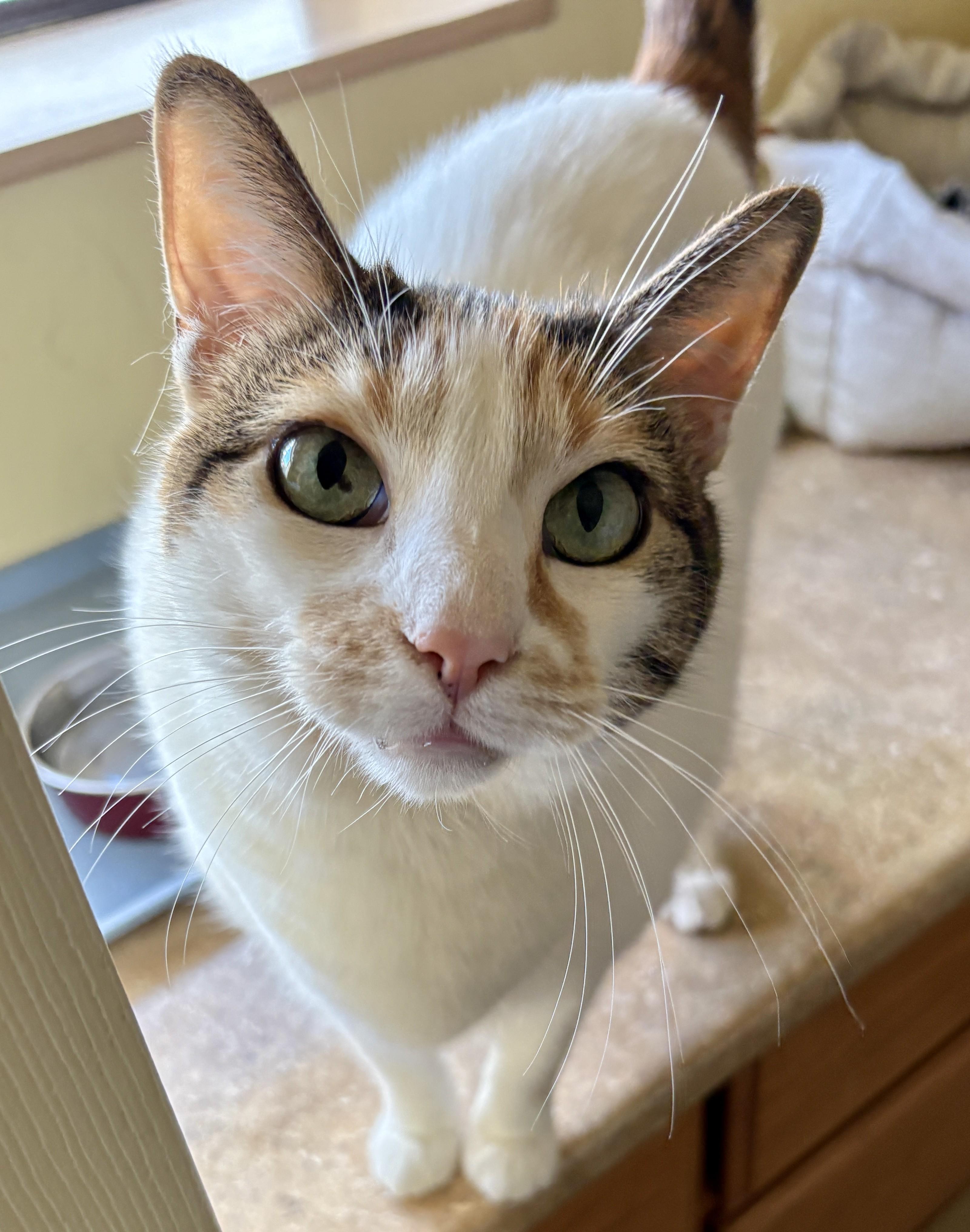 Enlarge AVA, a Adoptable Calico in Prescott, AZ image 2/6