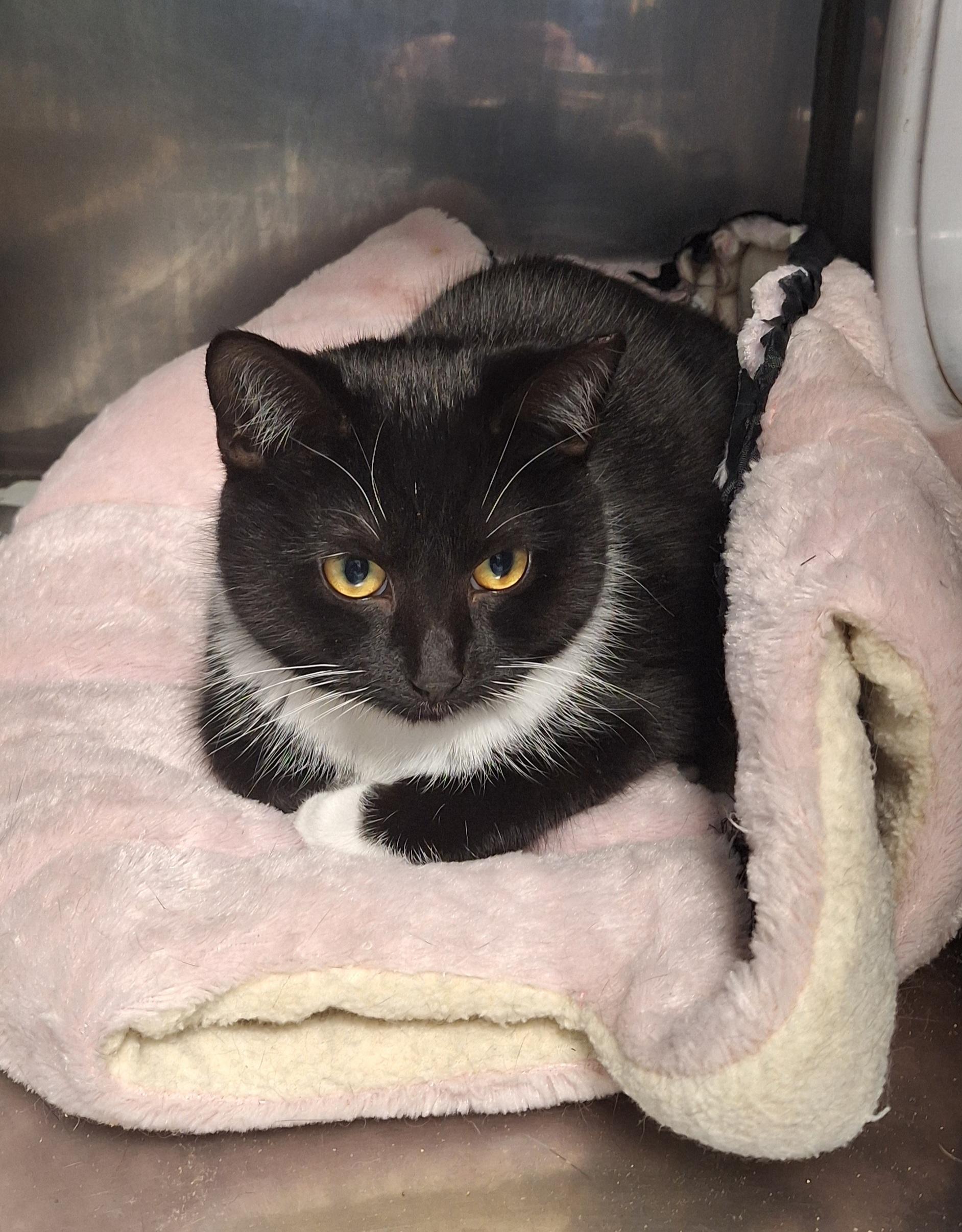 Tux - Barn or shop cat, a ADOPTABLE Tuxedo in Stanton, KY image 1/2