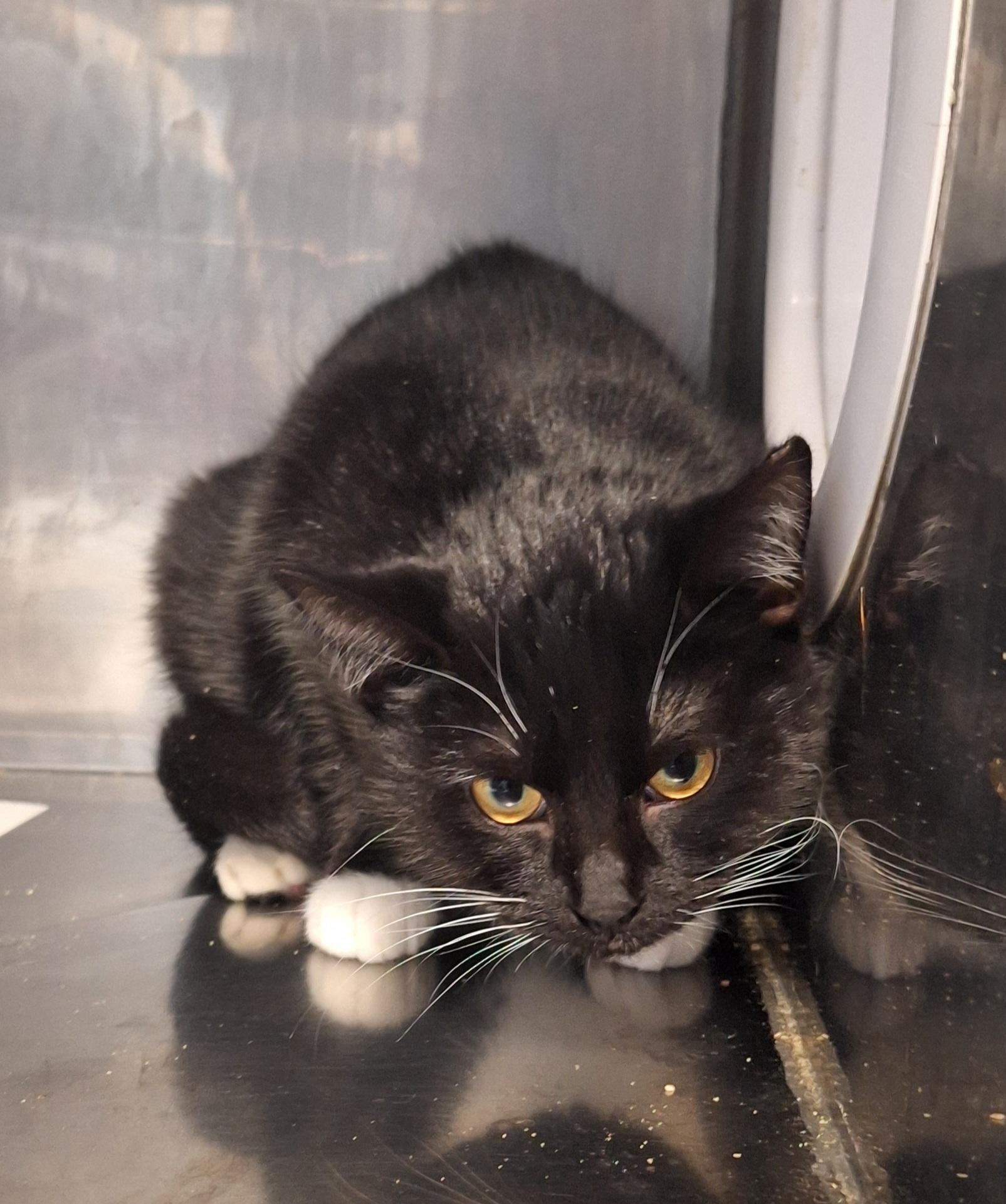 Tux - Barn or shop cat, a ADOPTABLE Tuxedo in Stanton, KY image 2/2