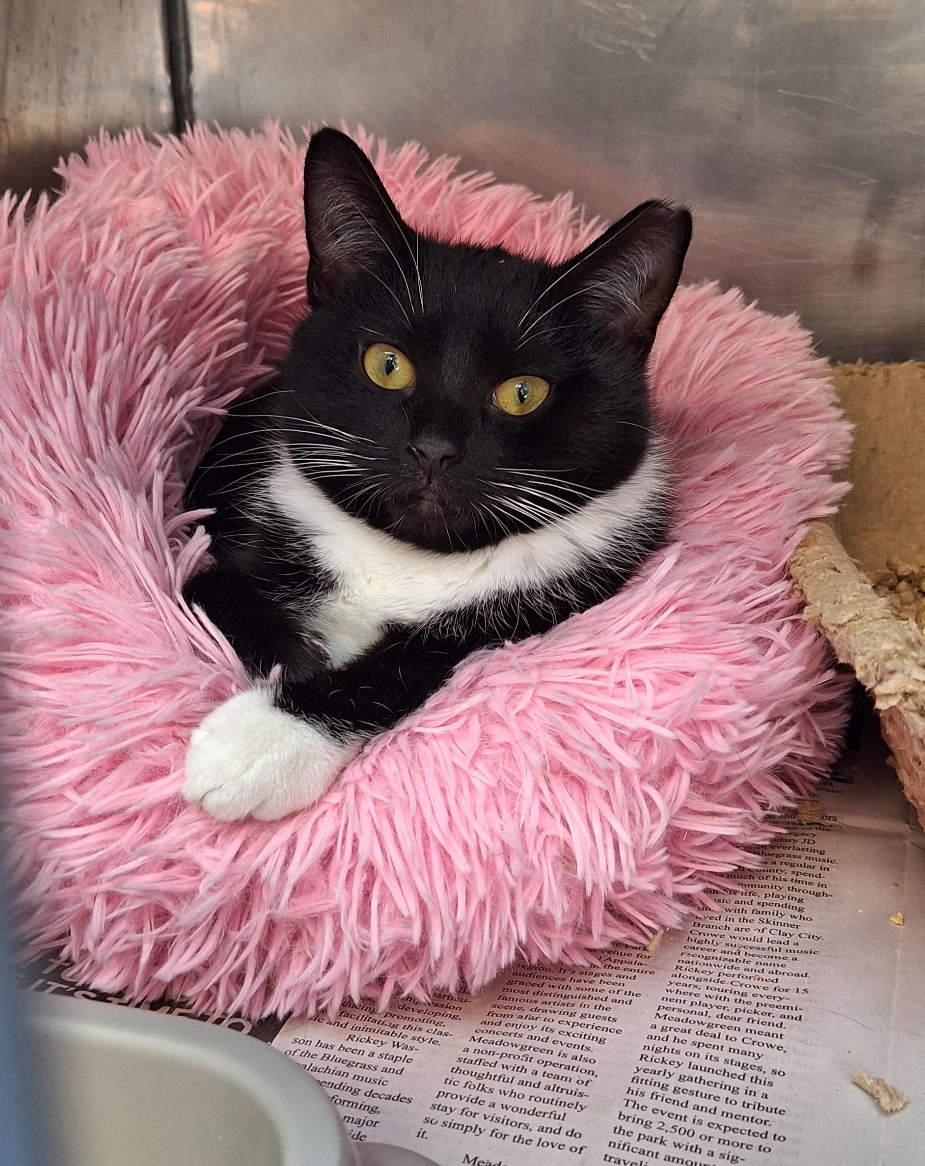 Tuxana - Barn or shop cat, ADOPTABLE, Young Female Tuxedo.