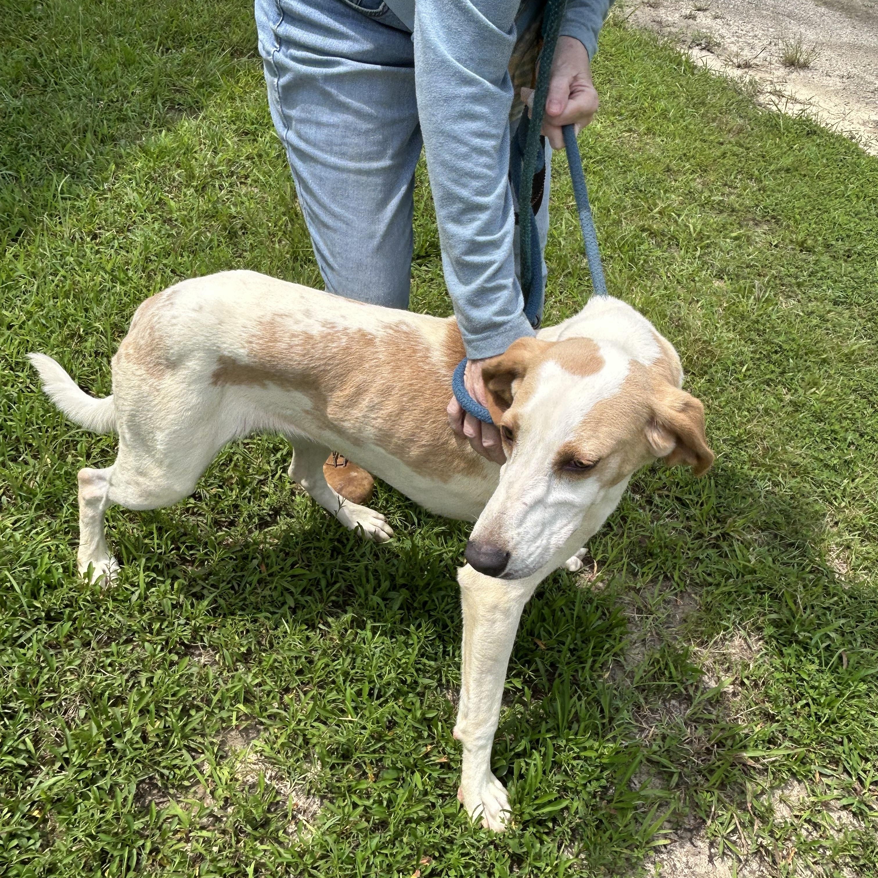Snowball, a ADOPTABLE Hound in Charles City, VA image 4/5