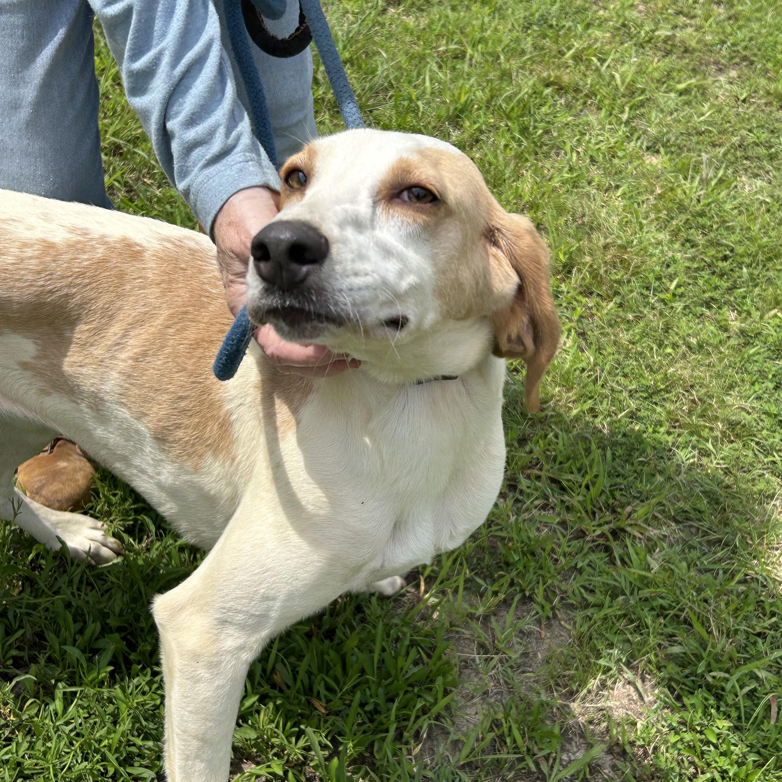 Snowball, a ADOPTABLE Hound in Charles City, VA image 2/5