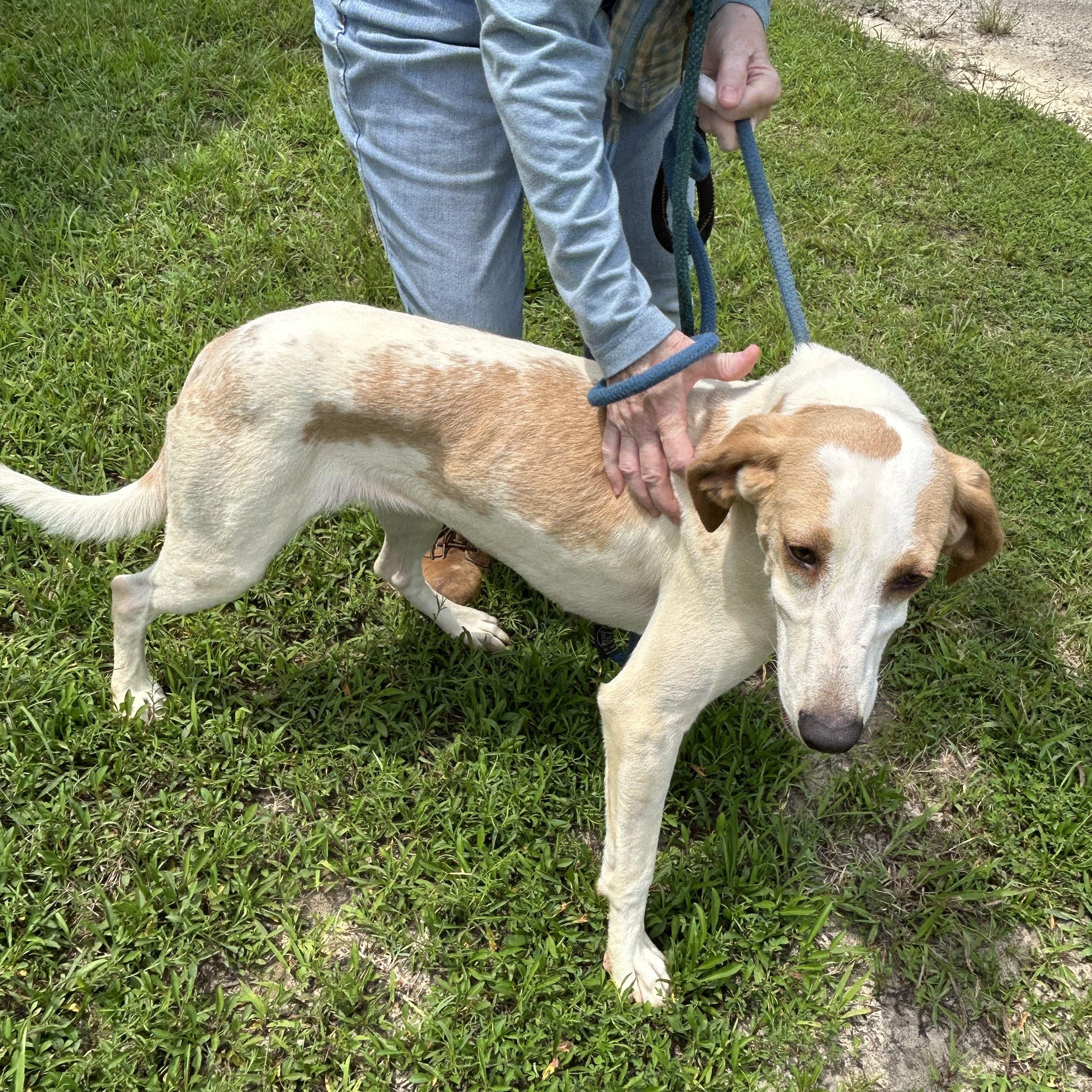 Snowball, a ADOPTABLE Hound in Charles City, VA image 1/5