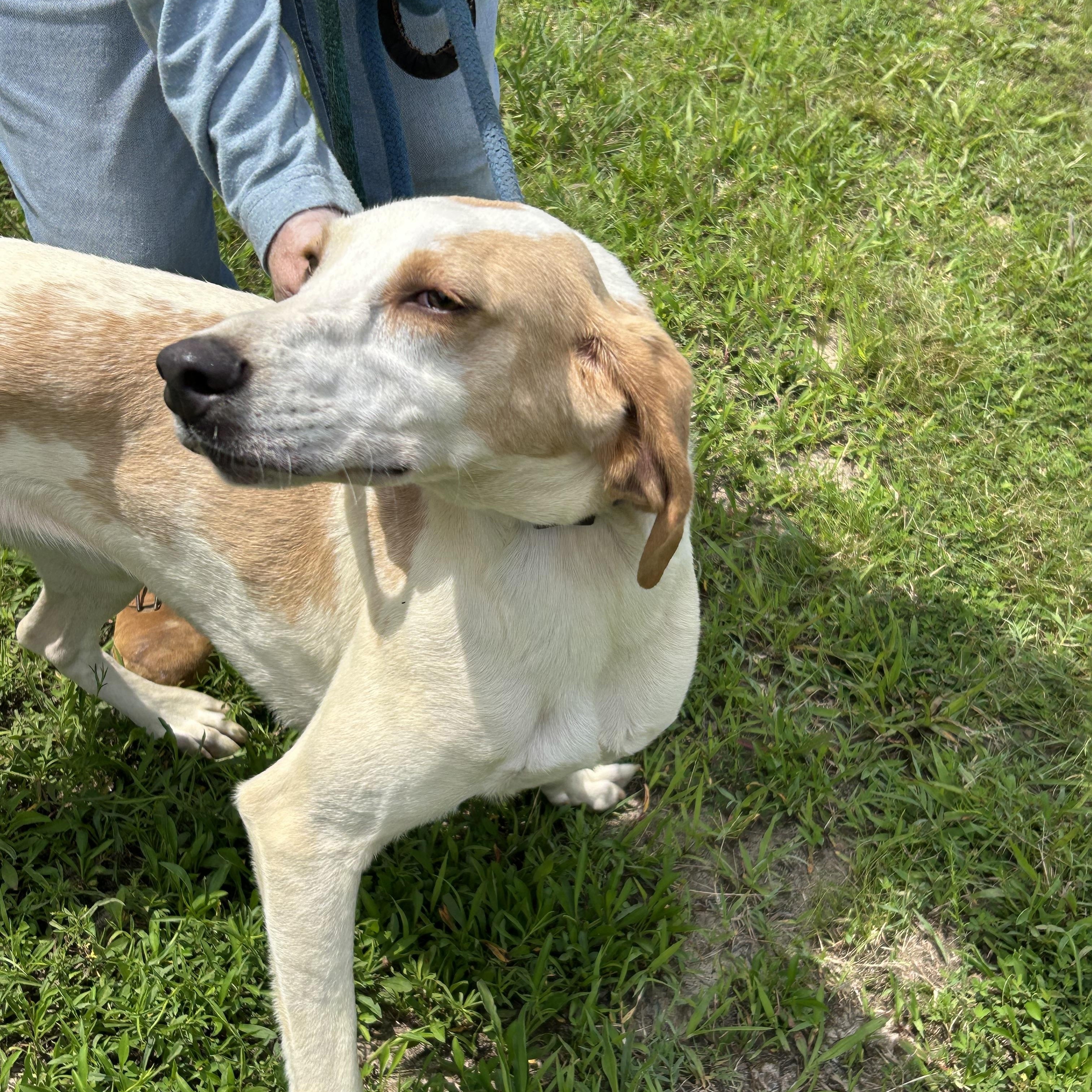 Snowball, a ADOPTABLE Hound in Charles City, VA image 3/5