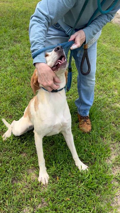 Enlarge Snowball, a ADOPTABLE Hound in Charles City, VA video 5/5