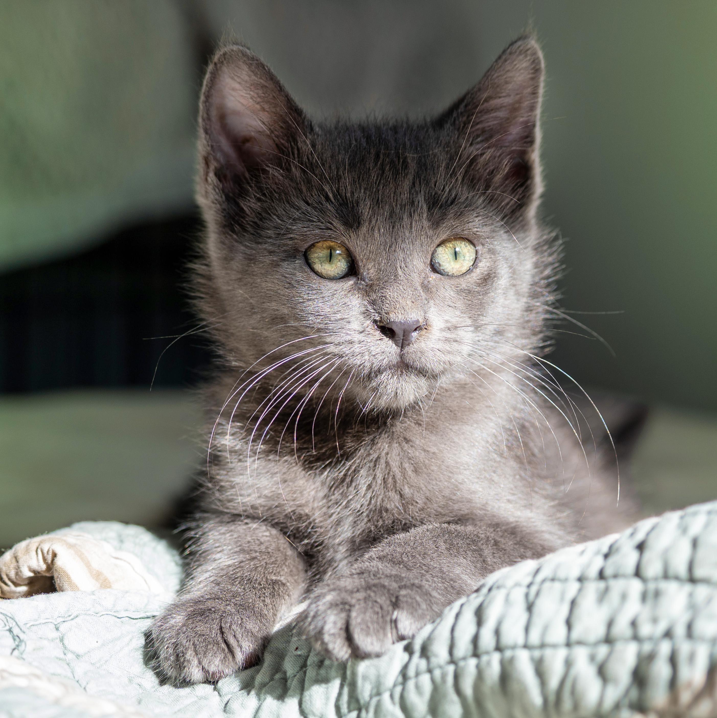 Enlarge Waffle, an adopted Domestic Medium Hair in Quicksburg, VA image 1/6