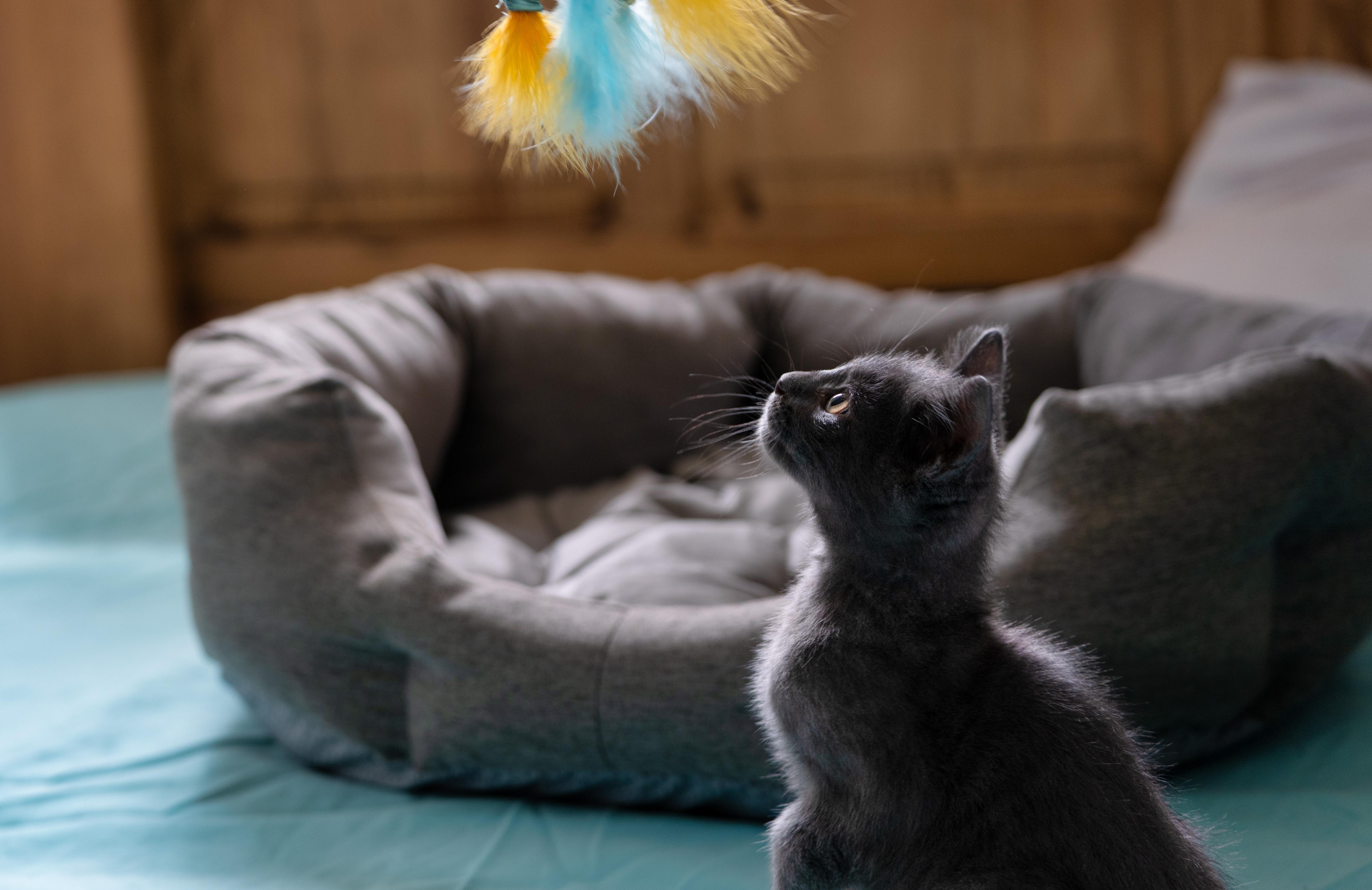 Enlarge Waffle, an adopted Domestic Medium Hair in Quicksburg, VA image 3/6