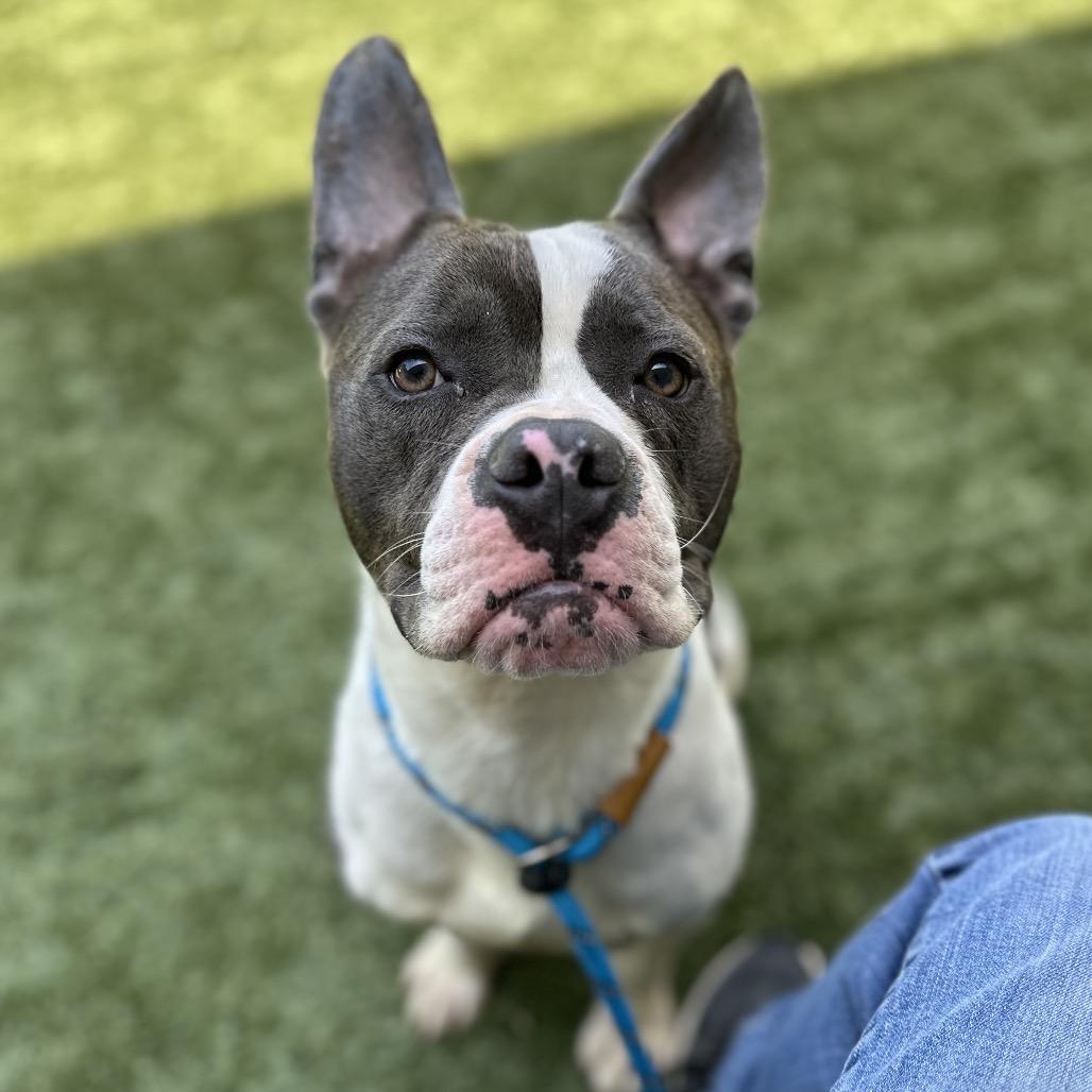 Enlarge Hank - ECAS, a Adoptable mixed breed in Pleasanton, CA image 1/6