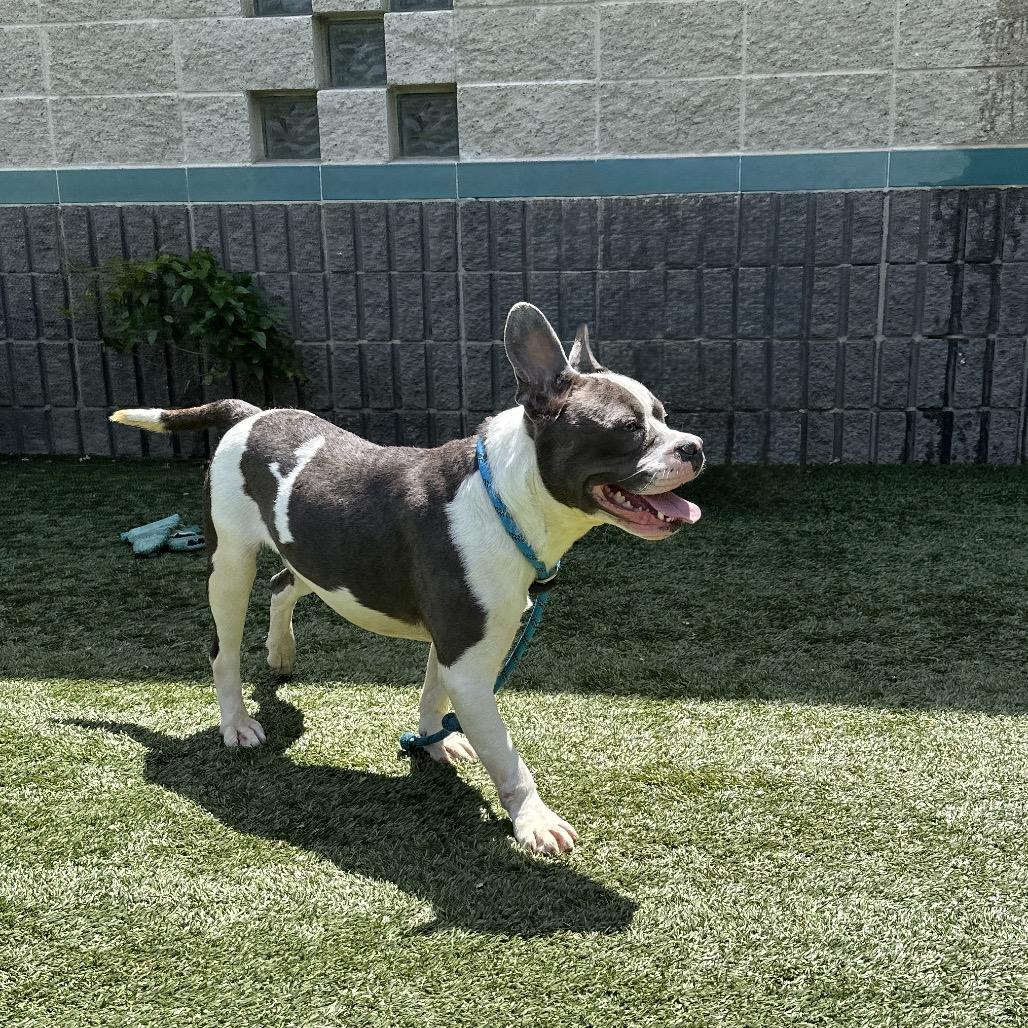 Enlarge Hank - ECAS, a Adoptable mixed breed in Pleasanton, CA image 2/6