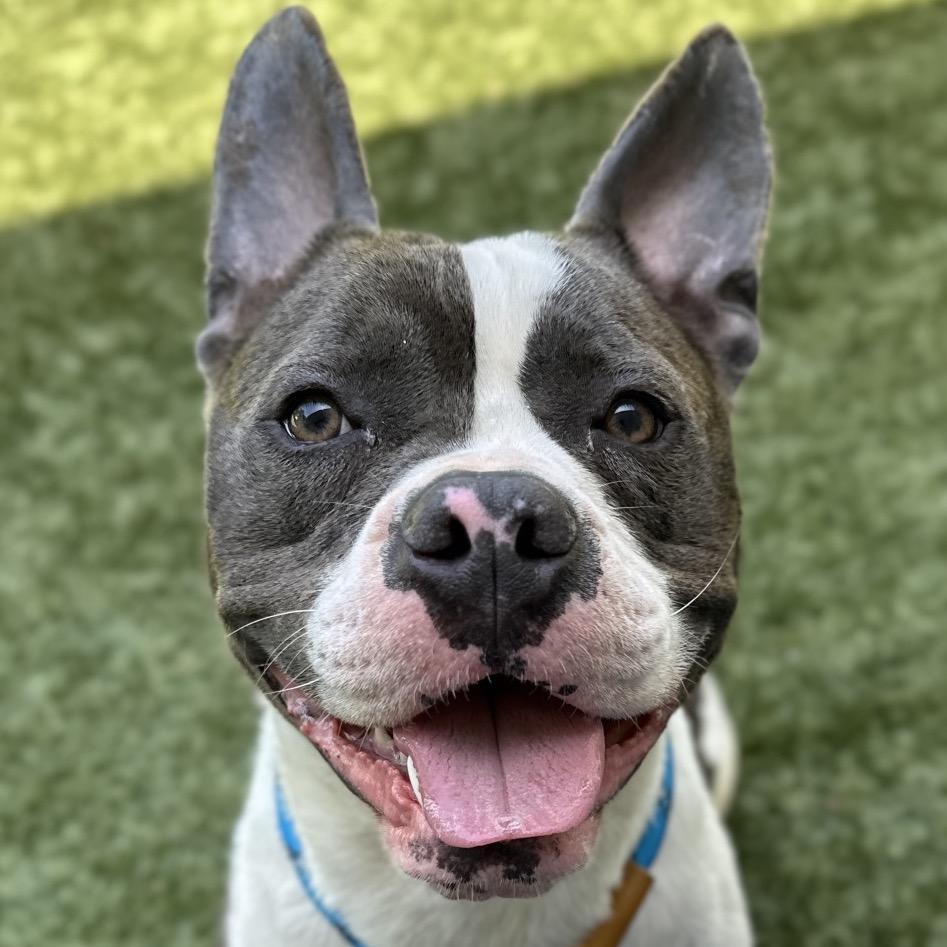 Enlarge Hank - ECAS, a Adoptable mixed breed in Pleasanton, CA image 3/6