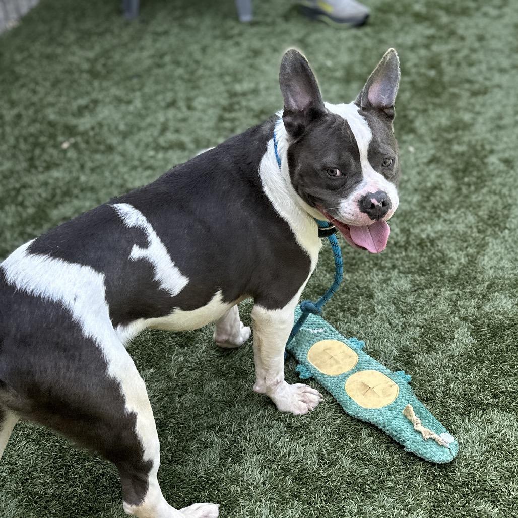 Enlarge Hank - ECAS, a Adoptable mixed breed in Pleasanton, CA image 4/6