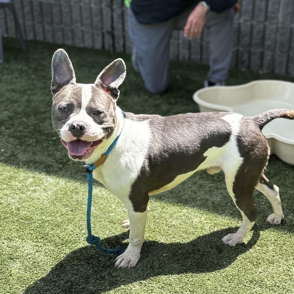 Enlarge Hank - ECAS, a Adoptable mixed breed in Pleasanton, CA image 5/6