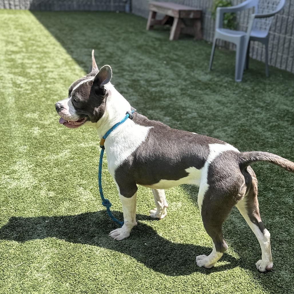 Enlarge Hank - ECAS, a Adoptable mixed breed in Pleasanton, CA image 6/6