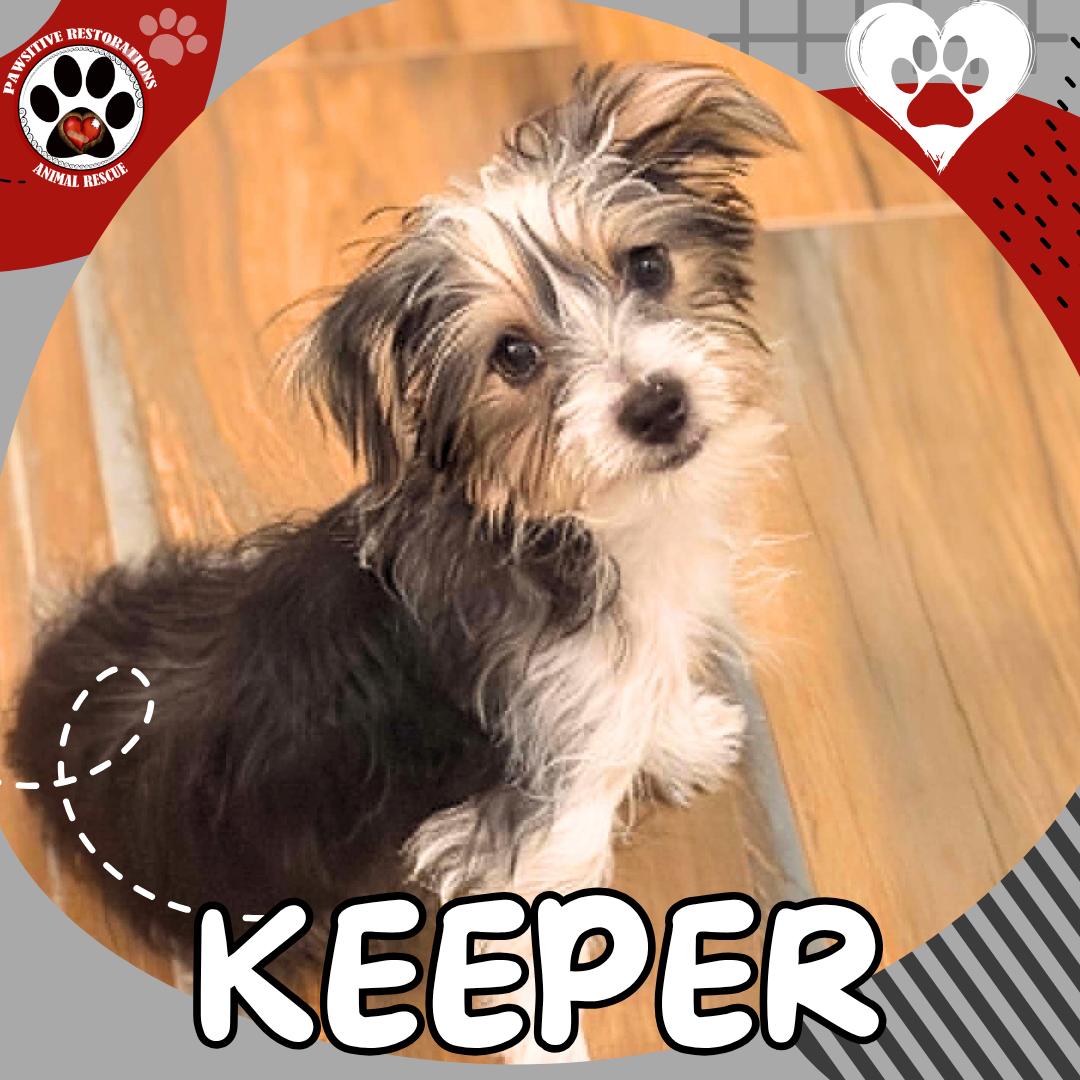 Enlarge KEEPER, an adopted Yorkshire Terrier in Aurora, CO image 2/5