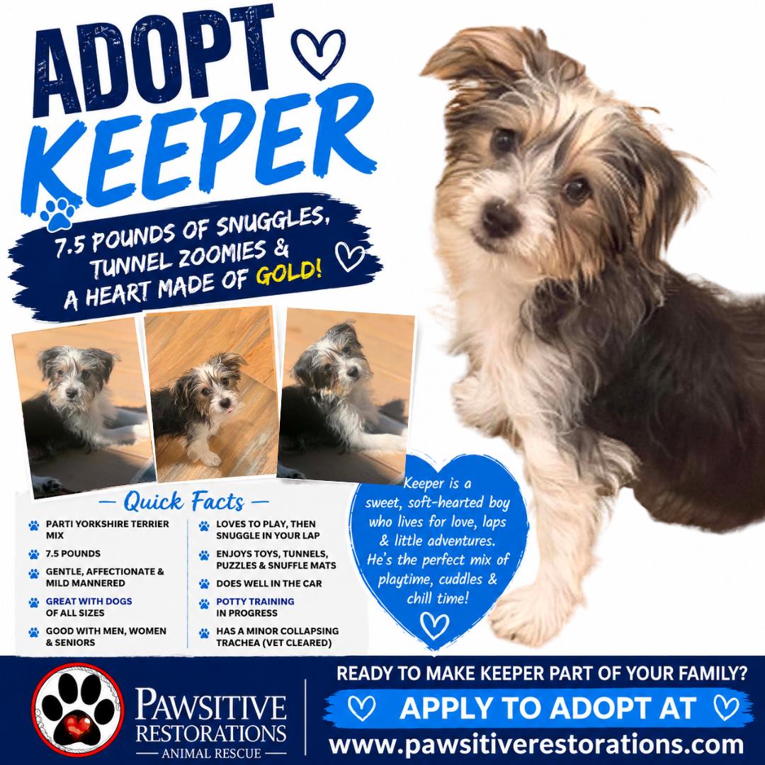 KEEPER, adopted, Puppy Male Yorkshire Terrier.