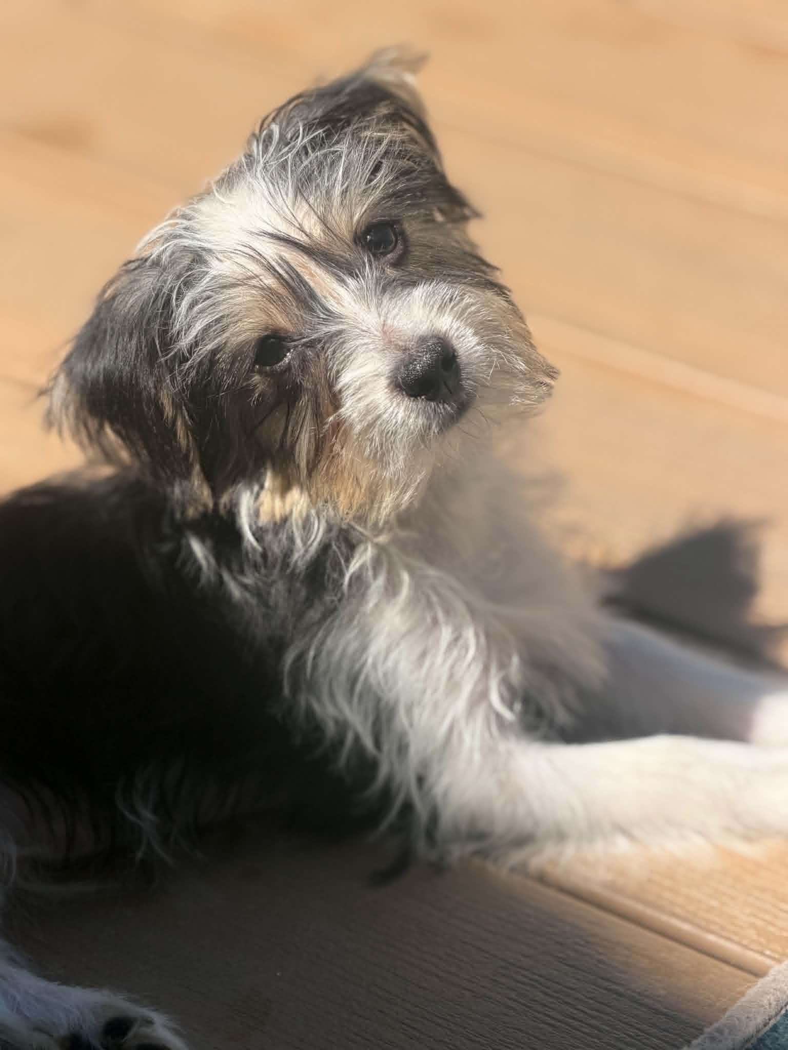 Enlarge KEEPER, an adopted Yorkshire Terrier in Aurora, CO image 3/5