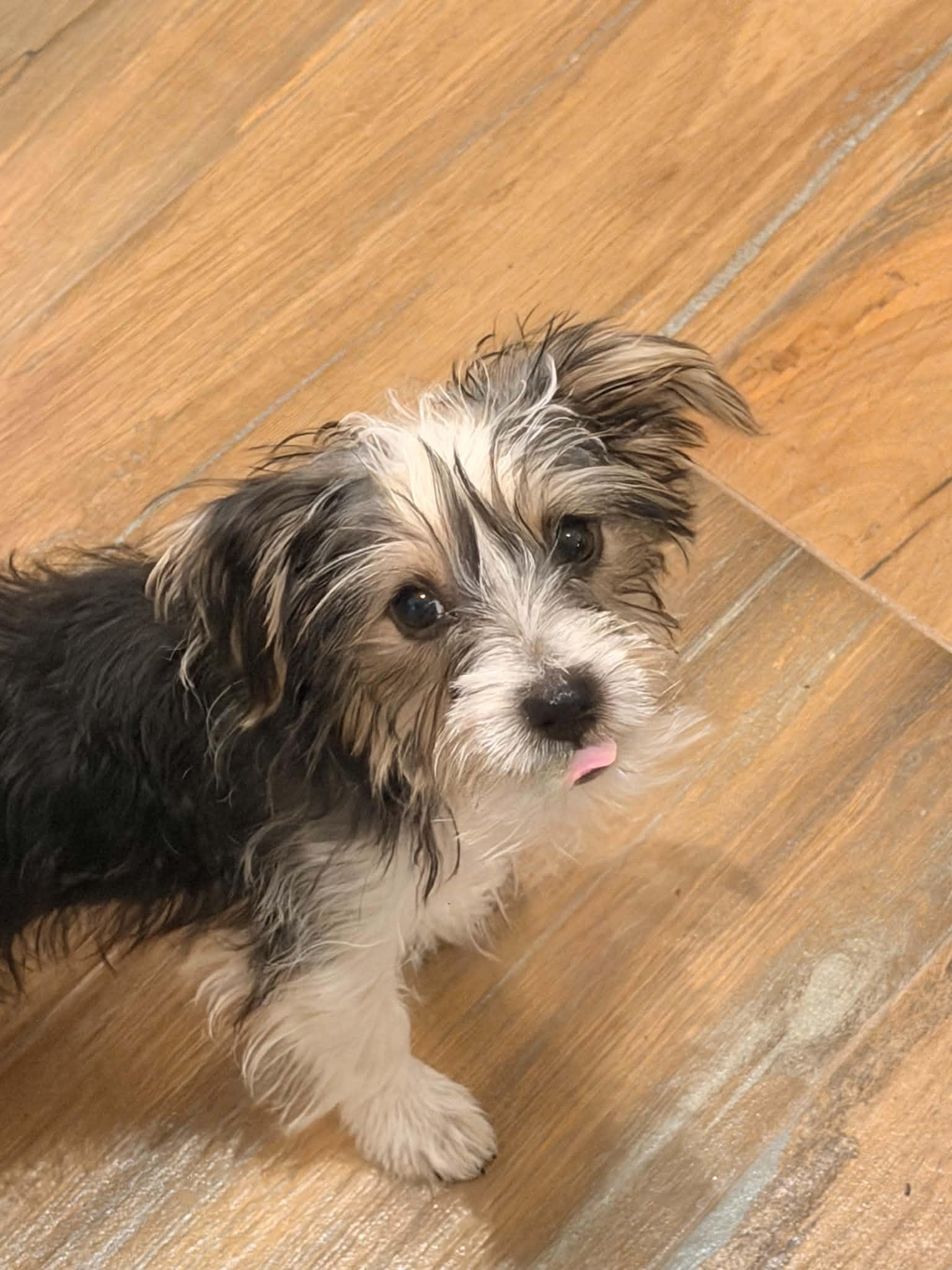 Enlarge KEEPER, an adopted Yorkshire Terrier in Aurora, CO image 4/5
