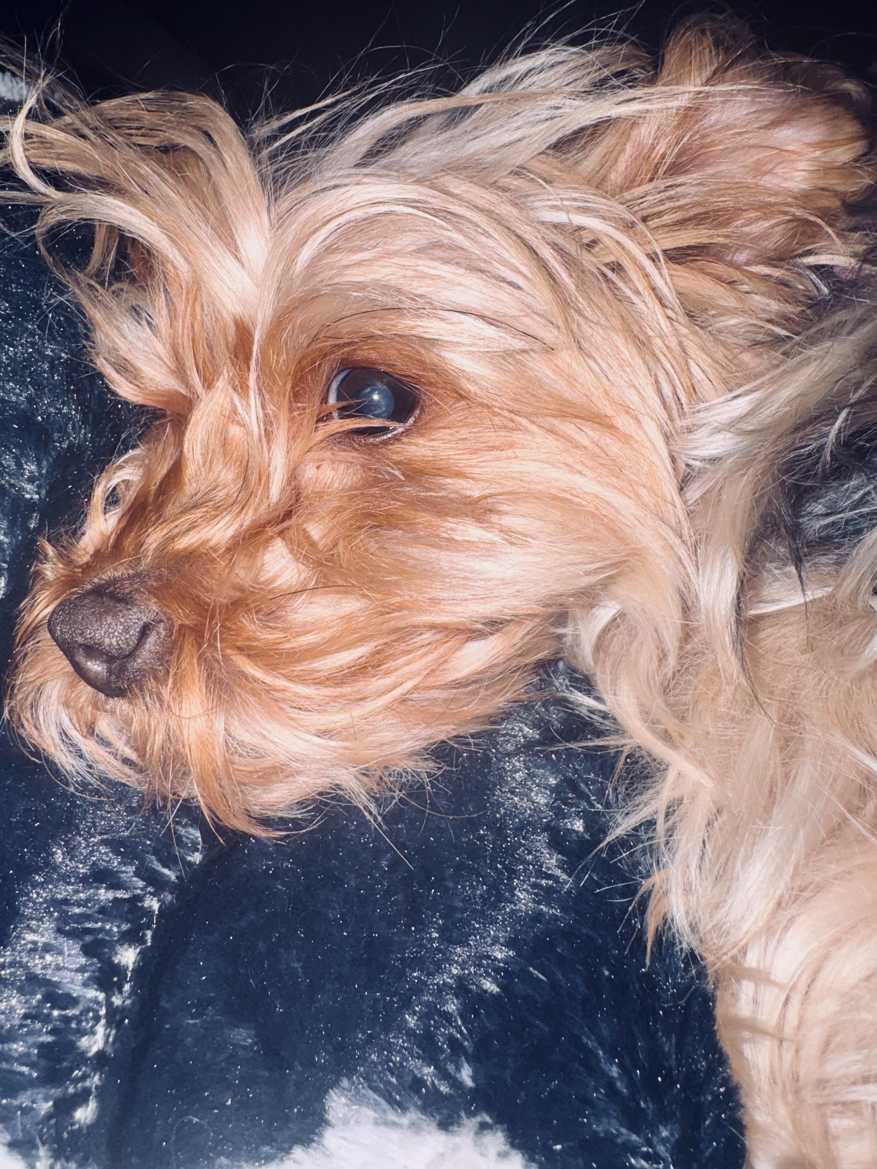BELLA, an adopted Yorkshire Terrier in Newborn, GA image 3/3