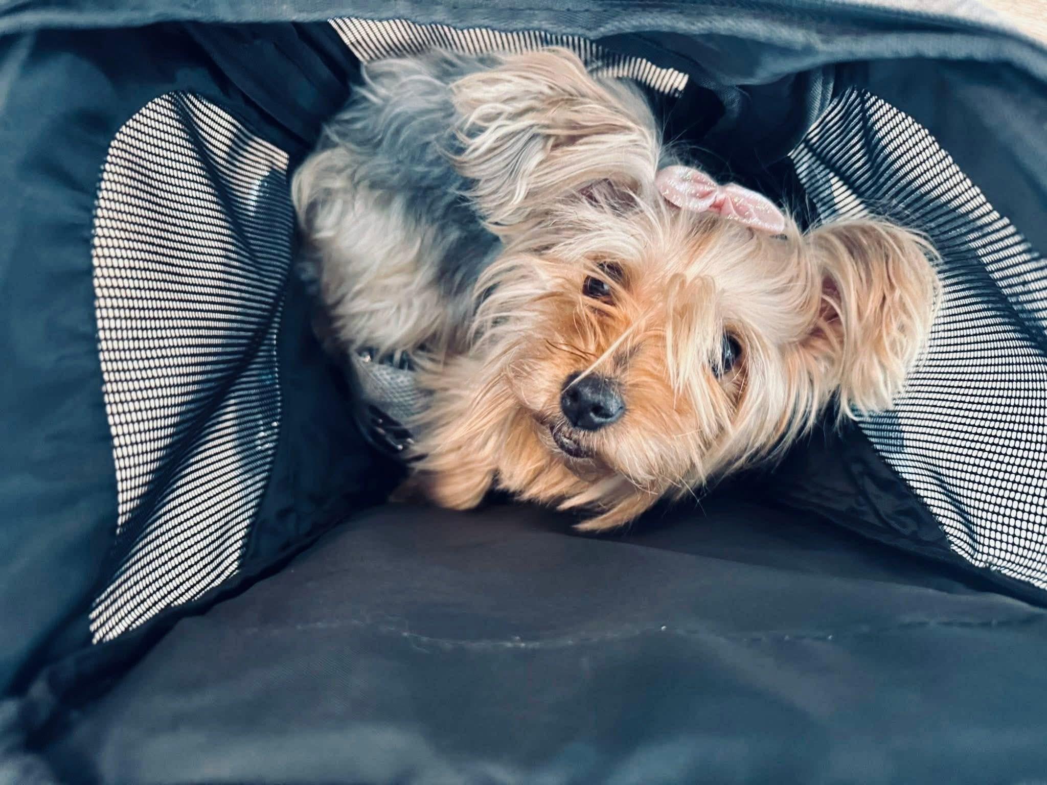 BELLA, an adopted Yorkshire Terrier in Newborn, GA image 2/3