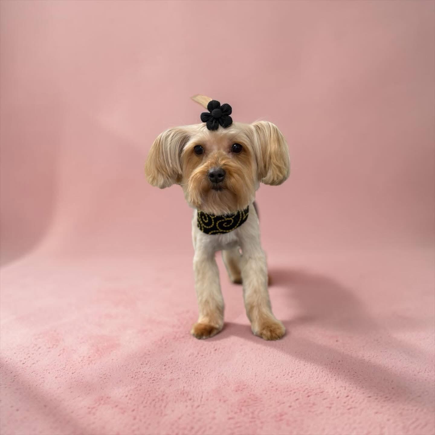 BELLA, an adopted Yorkshire Terrier in Newborn, GA image 1/3