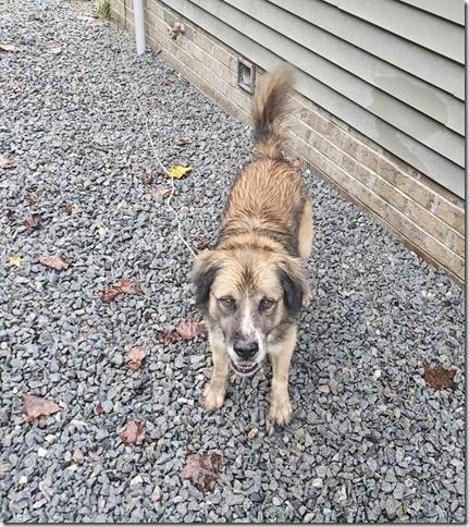 BEAR 6 year old Great Family dog St. Bernard /Aussie mix!
