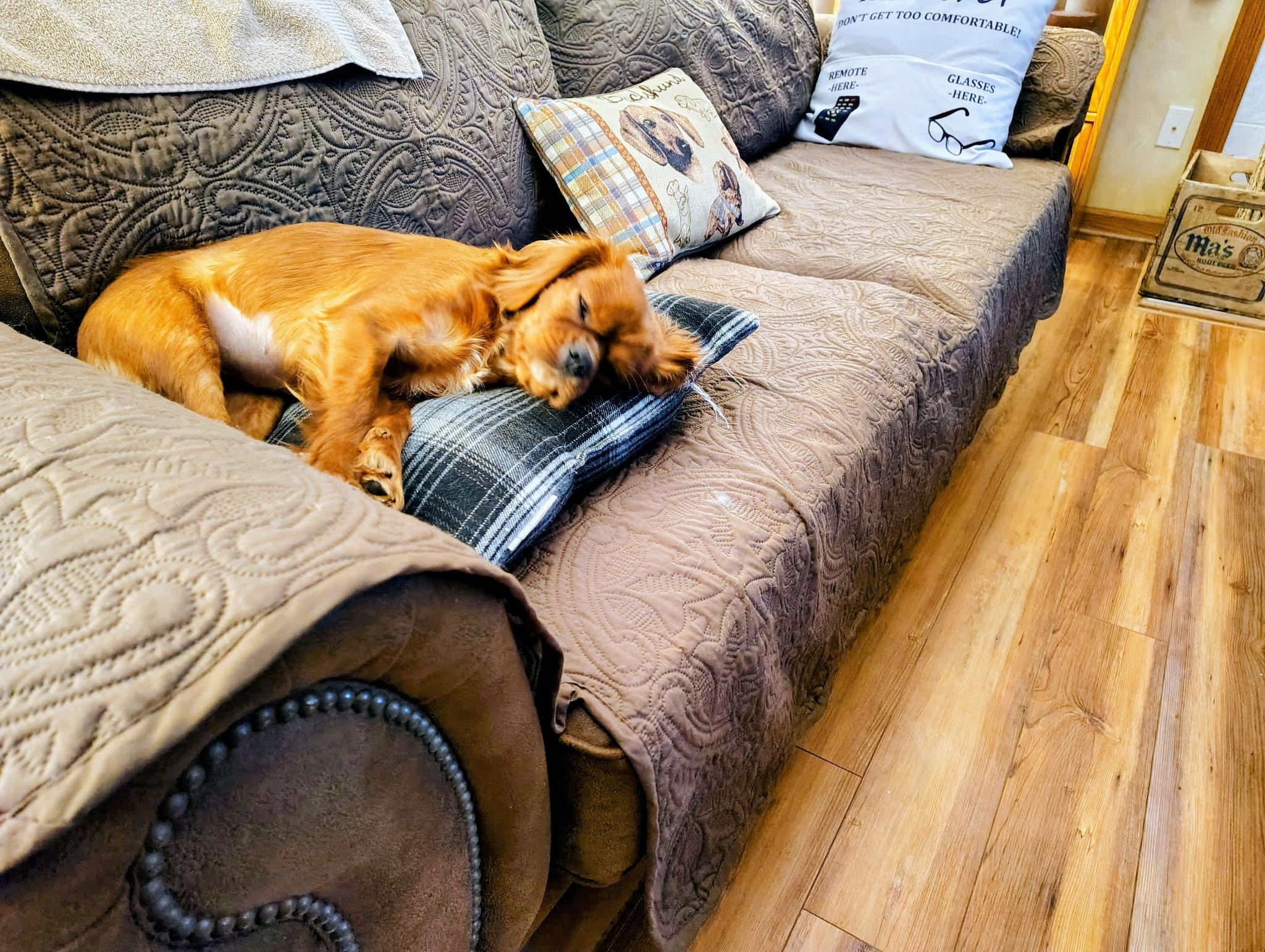 Enlarge Annie, an adopted Mixed Breed in Rochester , NY image 4/5