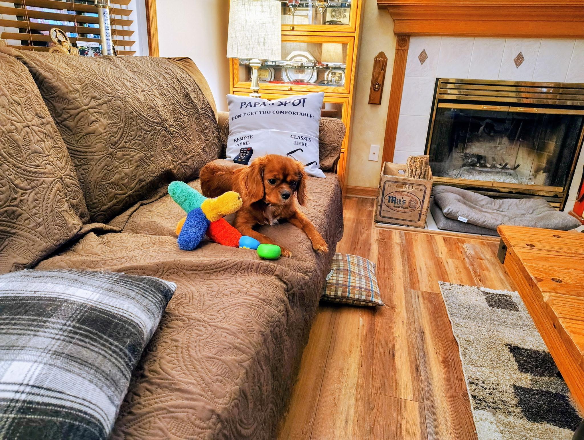 Enlarge Annie, an adopted Mixed Breed in Rochester , NY image 5/5