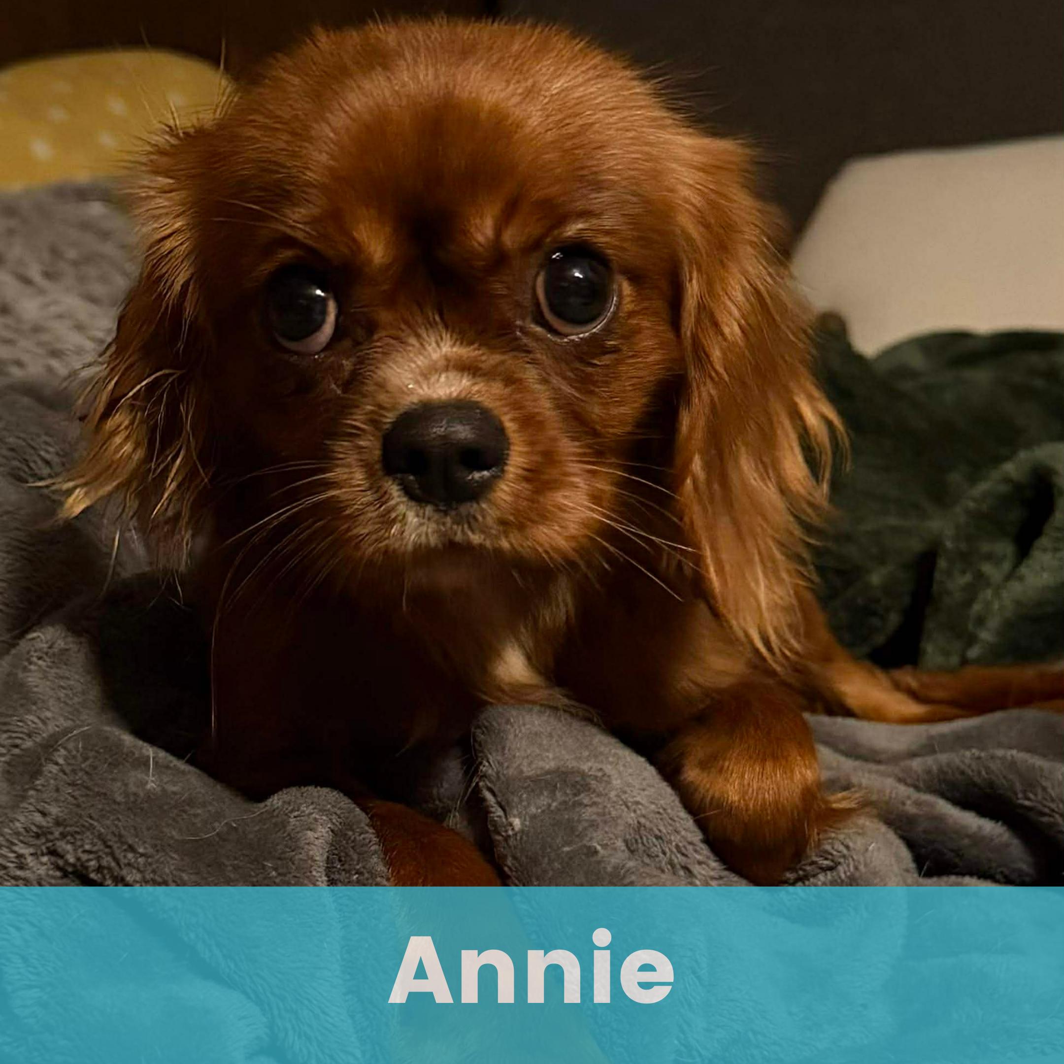 Annie, adopted, Young Female Mixed Breed.