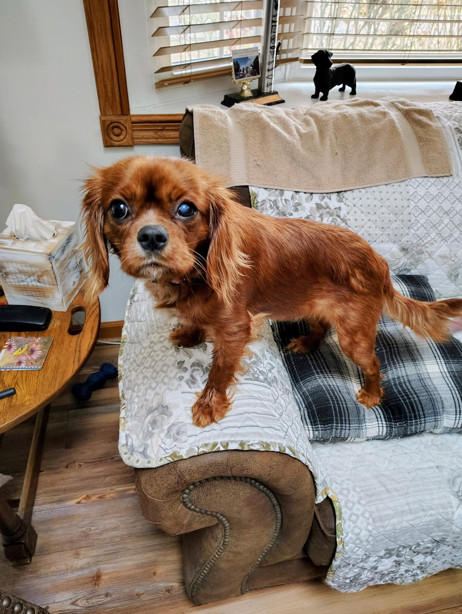 Enlarge Annie, an adopted Mixed Breed in Rochester , NY image 3/5