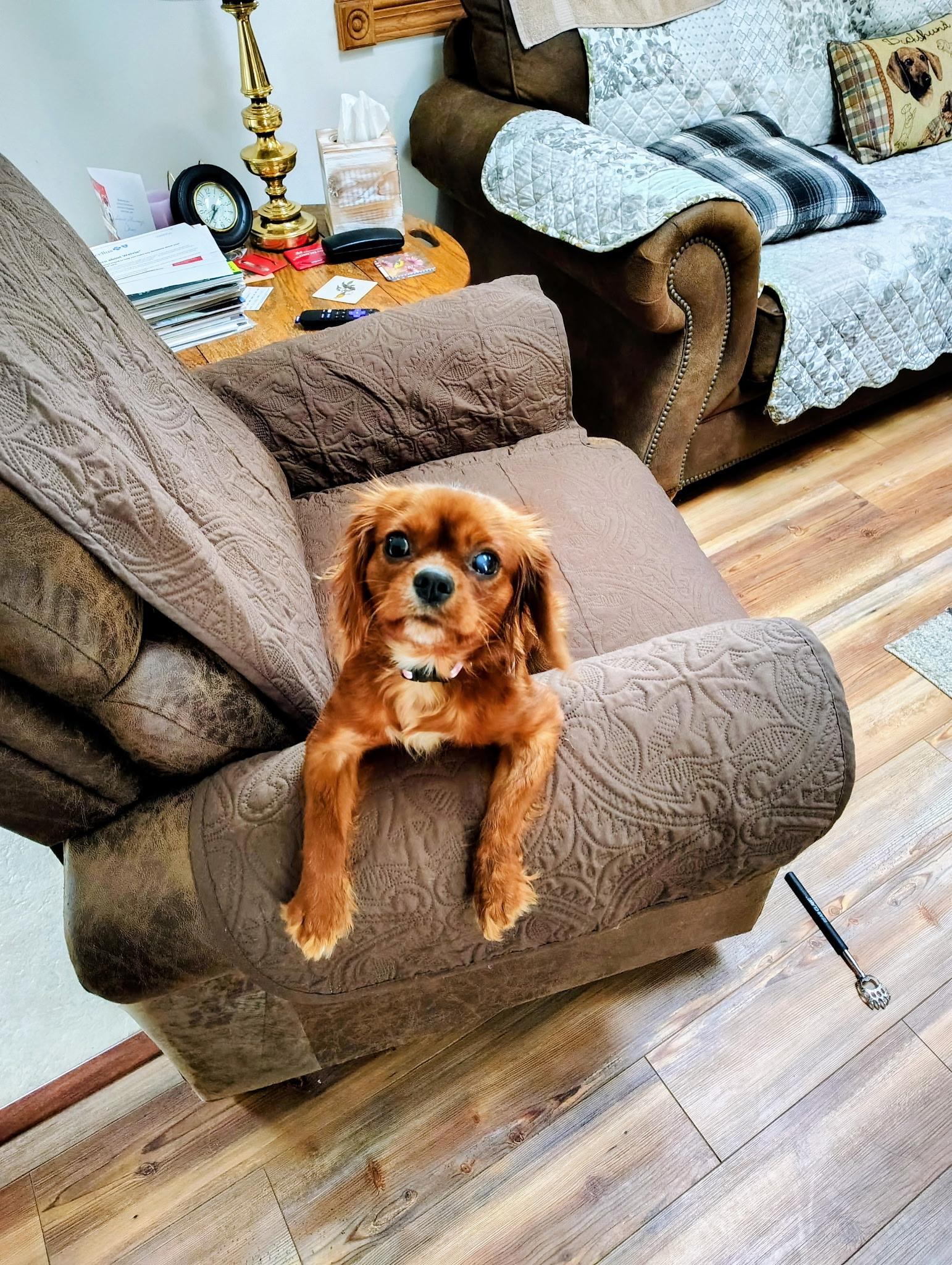 Enlarge Annie, an adopted Mixed Breed in Rochester , NY image 2/5