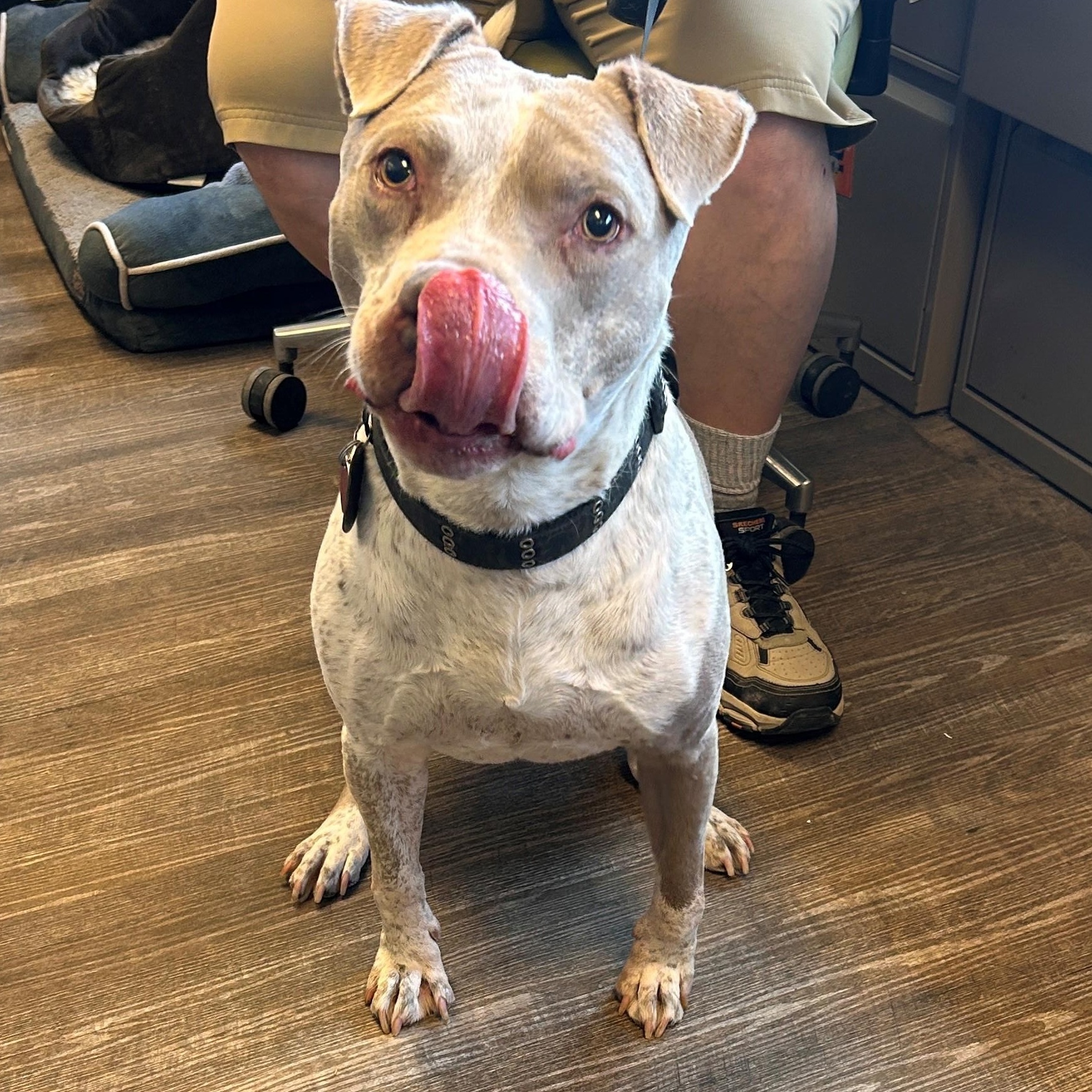 25-0160 "Draco", Adoptable, Adult Male Pit Bull Terrier.