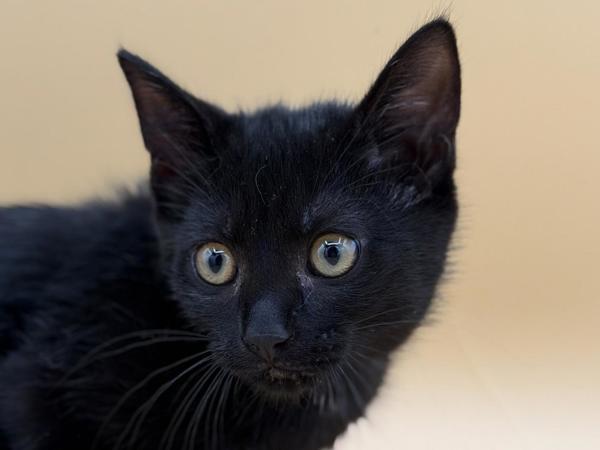Enlarge Ellen, a Adoptable mixed breed in Portland, OR image 1/1