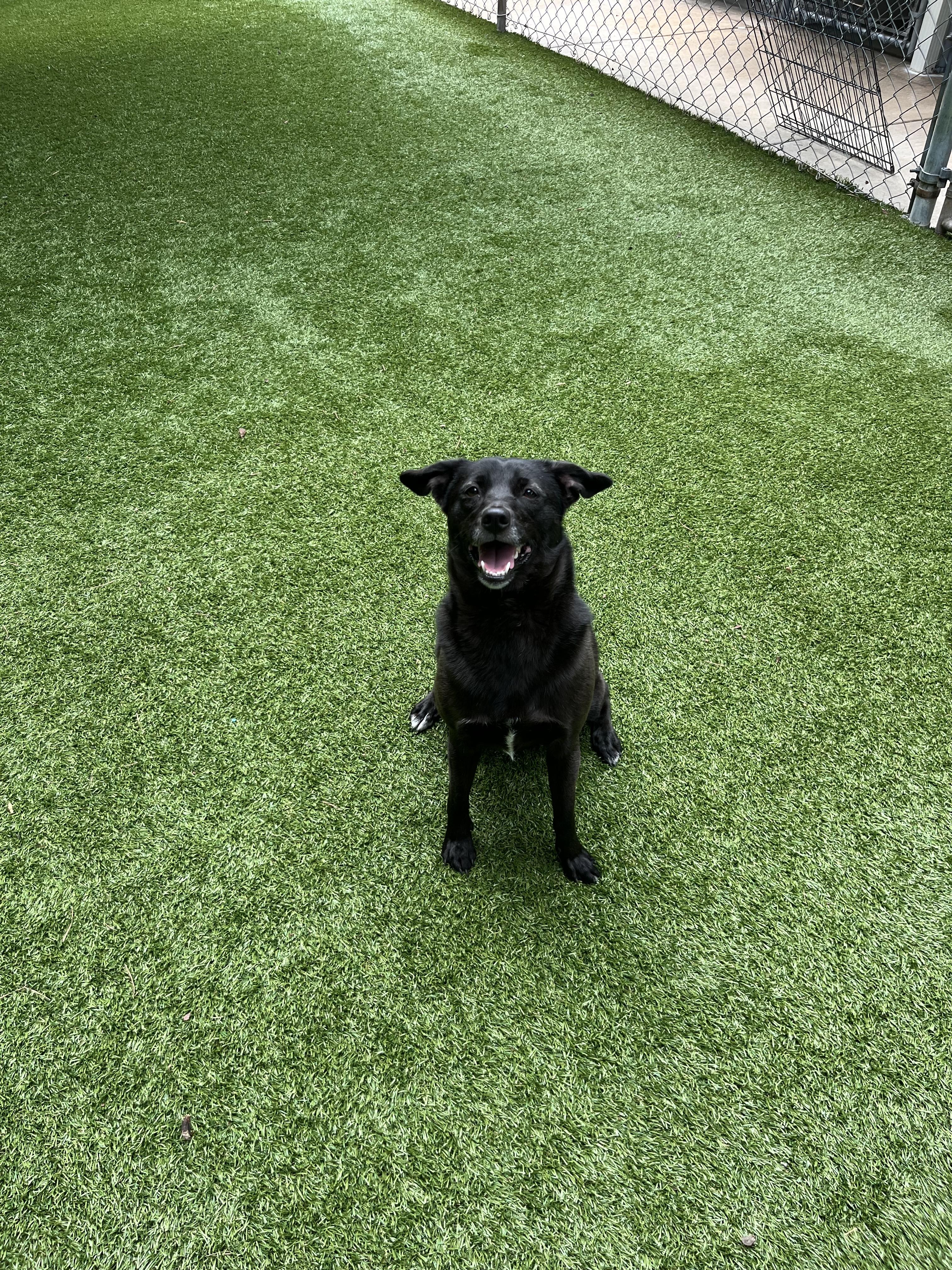 Enlarge Juniper, a Adoptable mixed breed in Salisbury, NC image 4/5