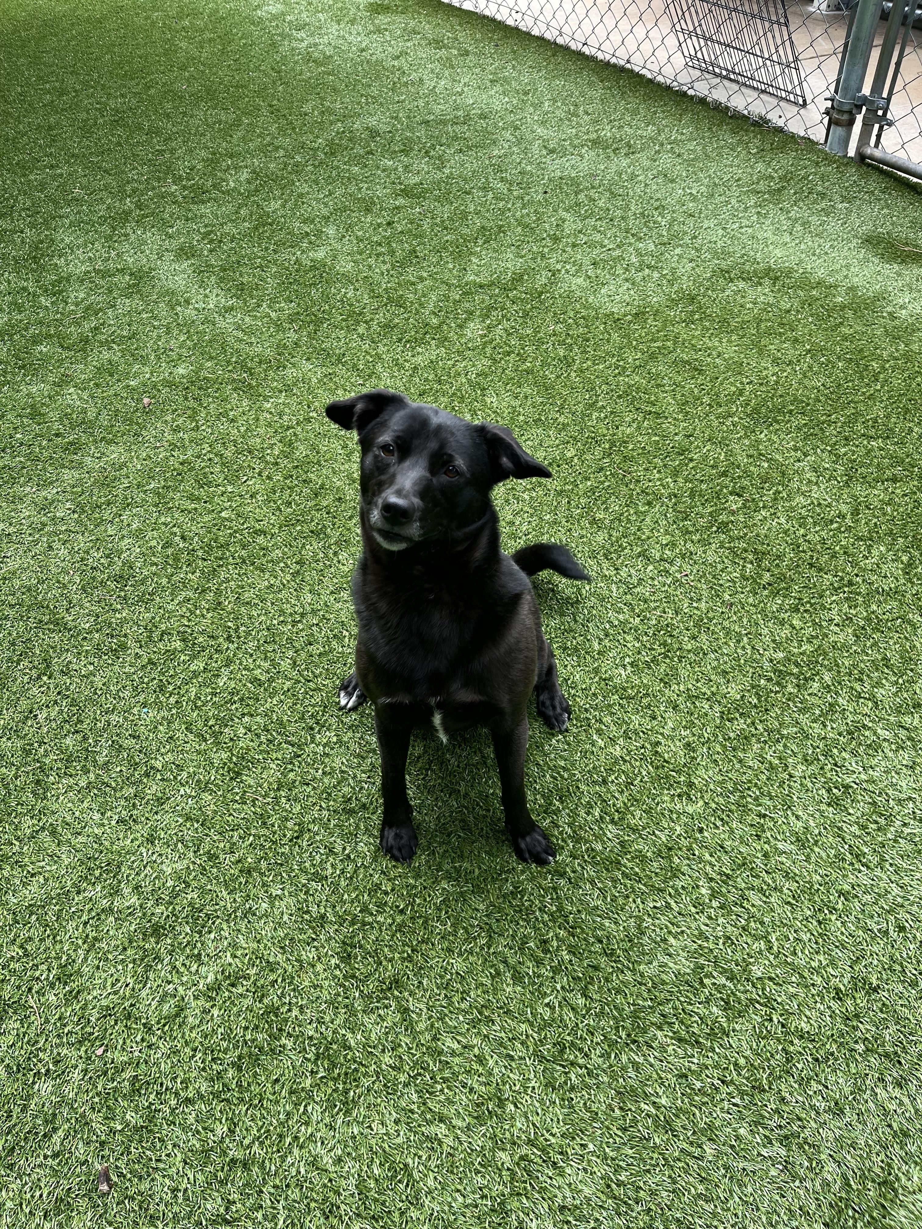 Enlarge Juniper, a Adoptable mixed breed in Salisbury, NC image 3/5