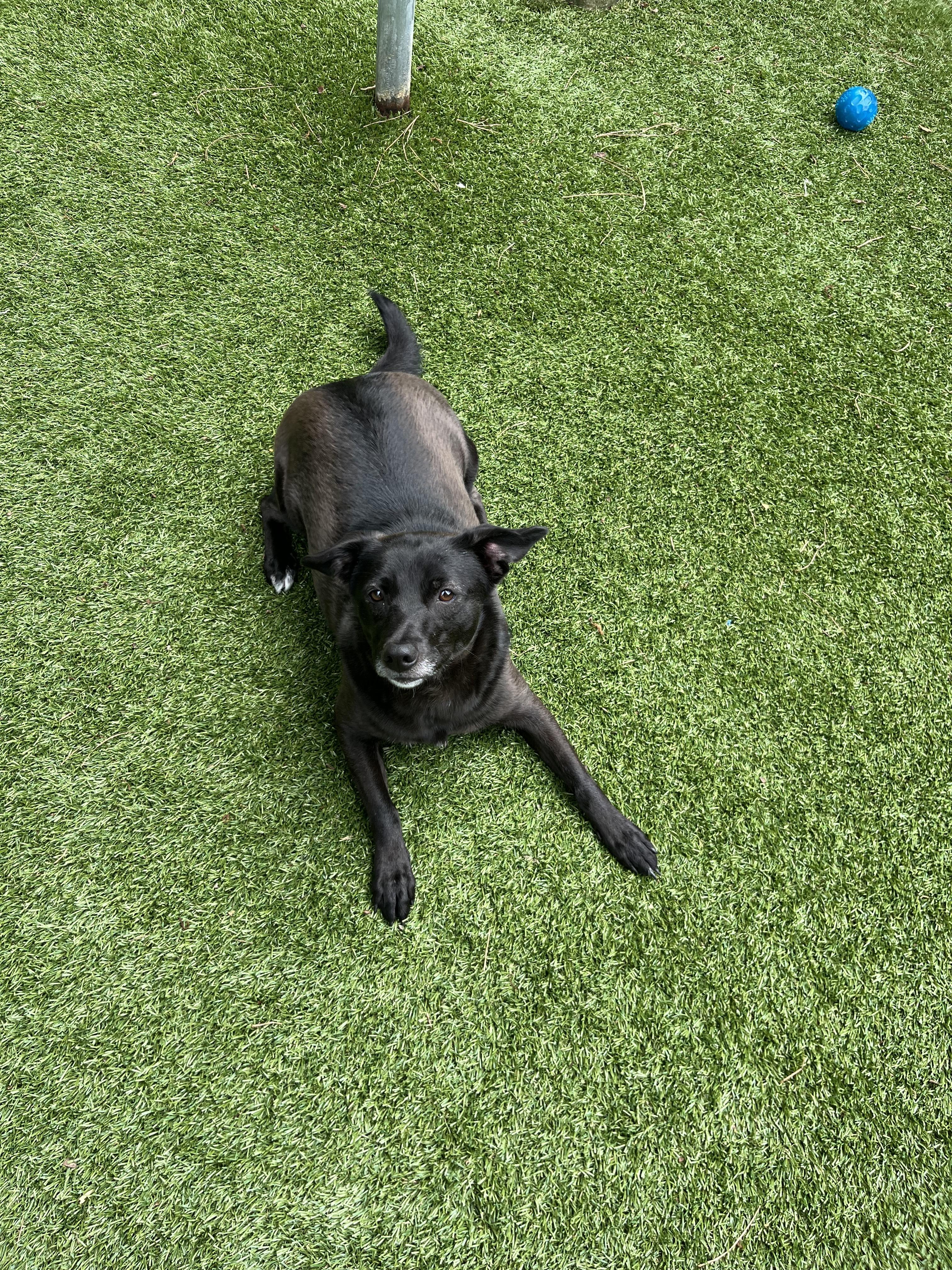 Enlarge Juniper, a Adoptable mixed breed in Salisbury, NC image 2/5