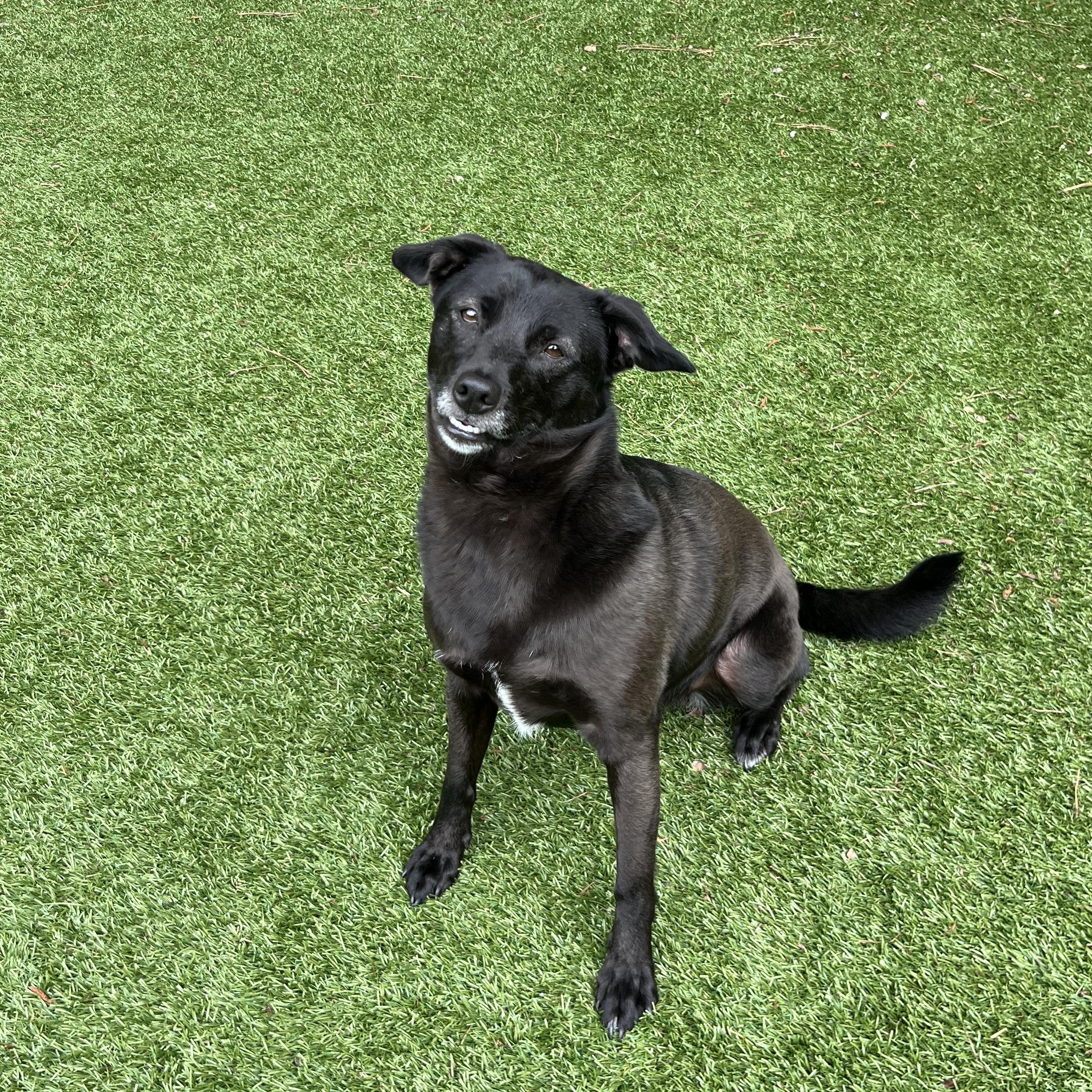 Juniper, Adoptable, Young Female Flat-Coated Retriever & Feist.