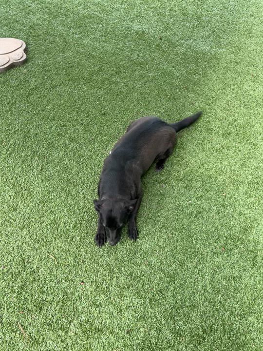 Enlarge Juniper, a Adoptable mixed breed in Salisbury, NC video 5/5